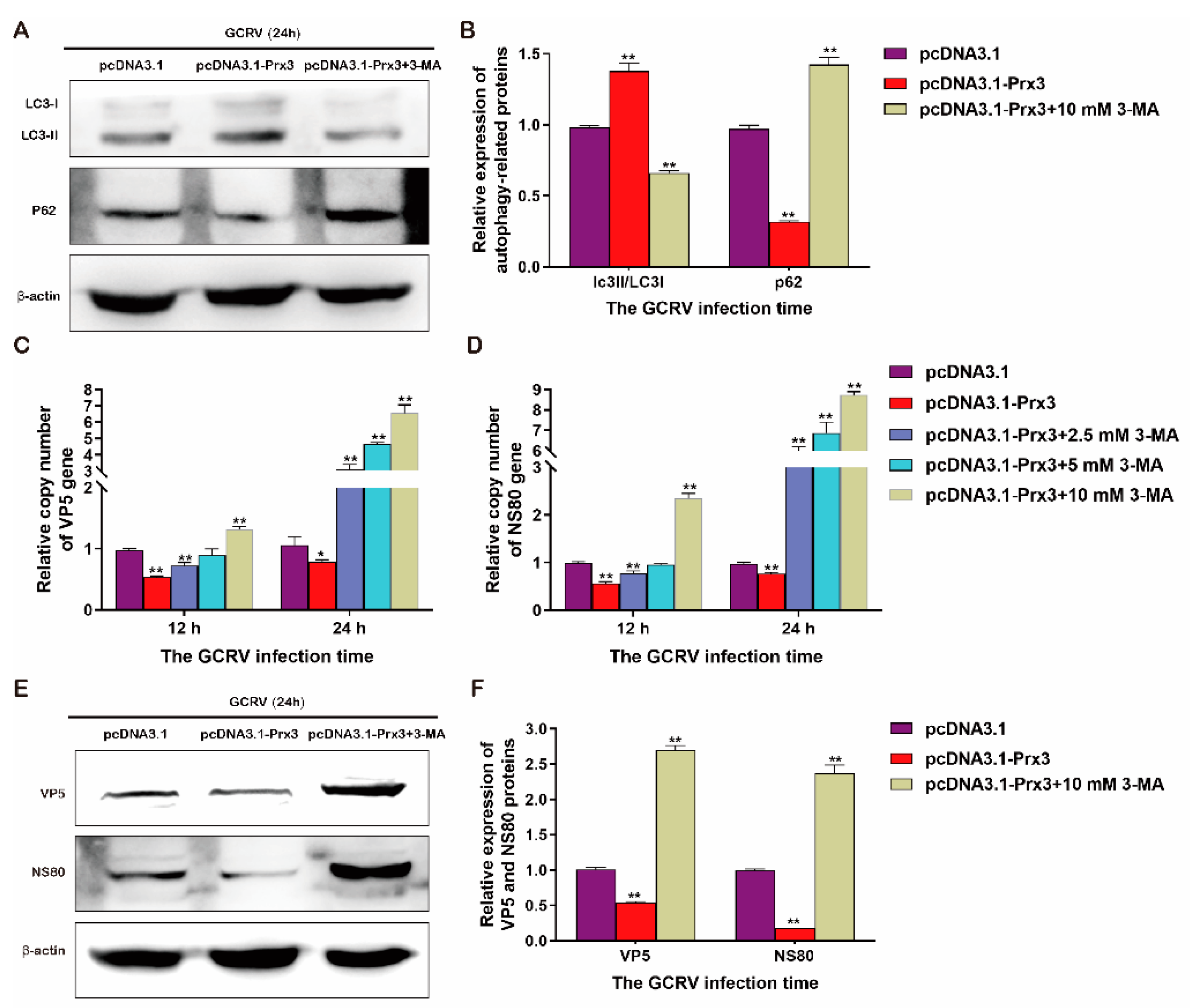 Antioxidants 11 01952 g011 Antioxidants 11 01952 g011