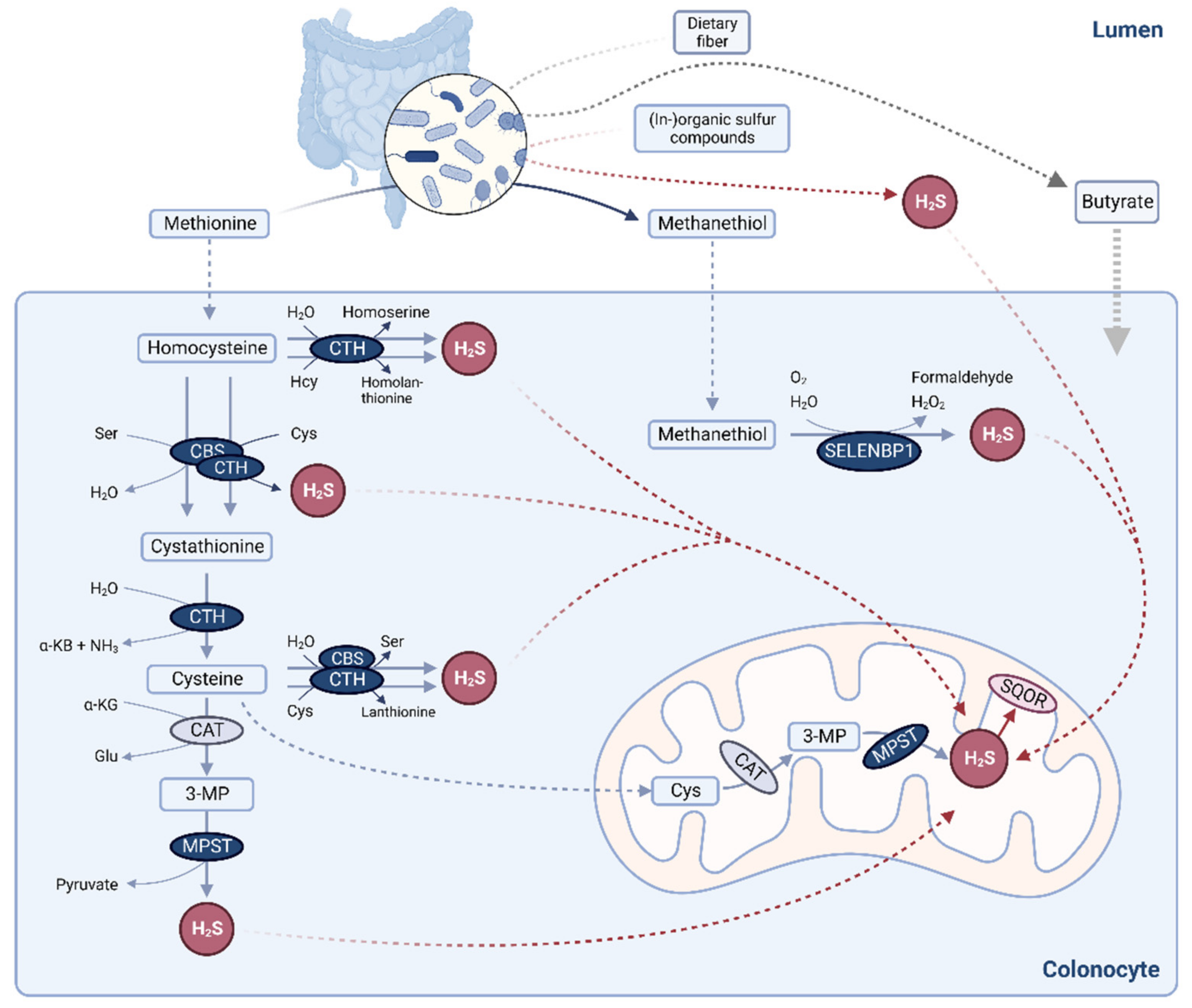 Antioxidants 11 01957 g001