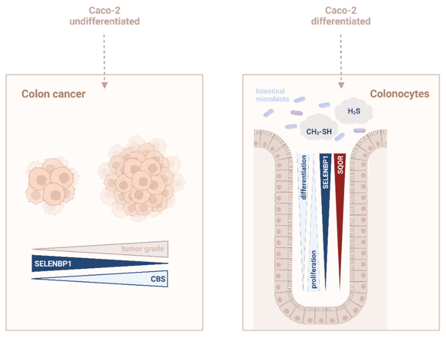 Antioxidants 11 01957 g006