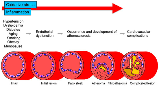 Roles of Oxidative Stress and Inflammation in Vascular Endothelial ...