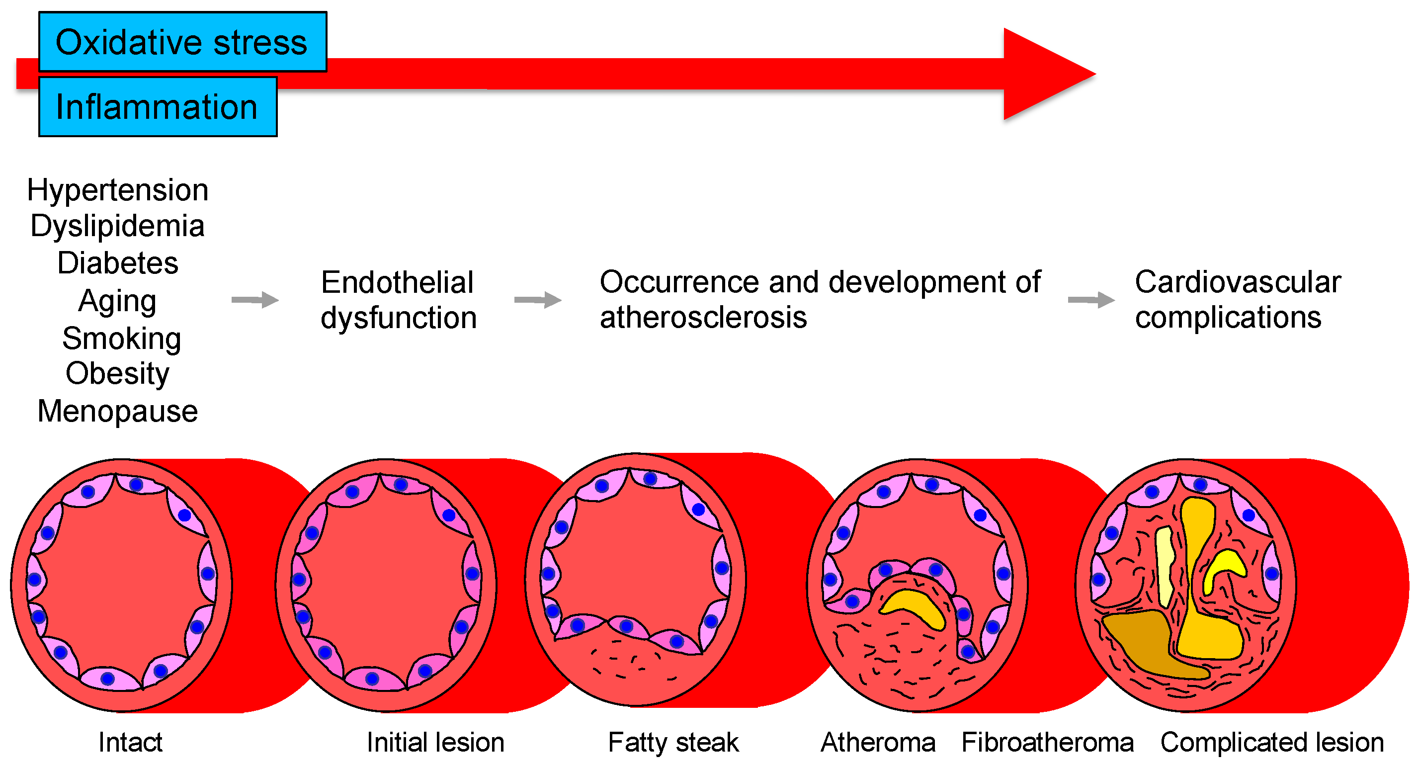 Endothelium Of Artery endothelium-of-artery