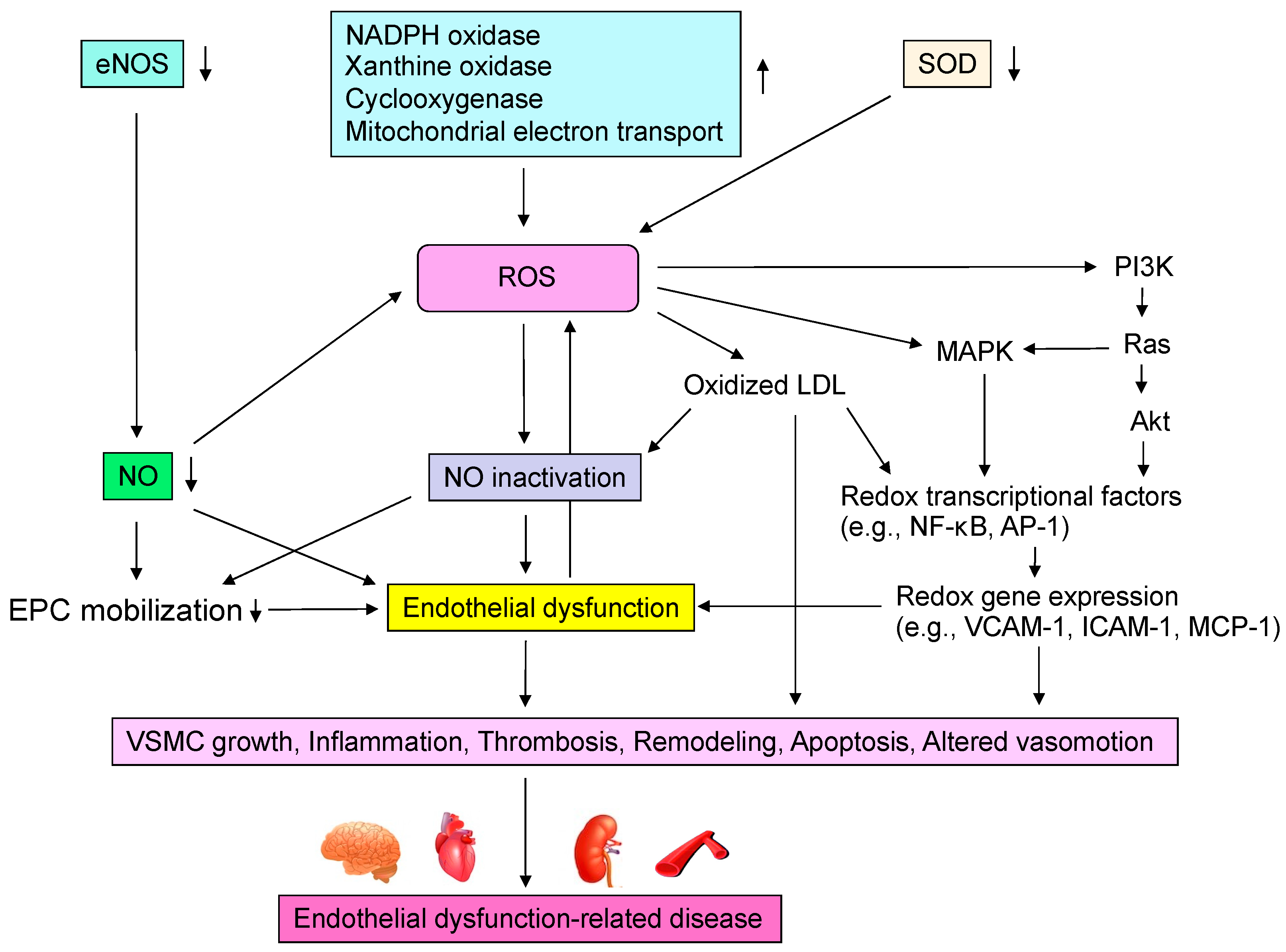 Antioxidants 11 01958 g002 Antioxidants 11 01958 g002
