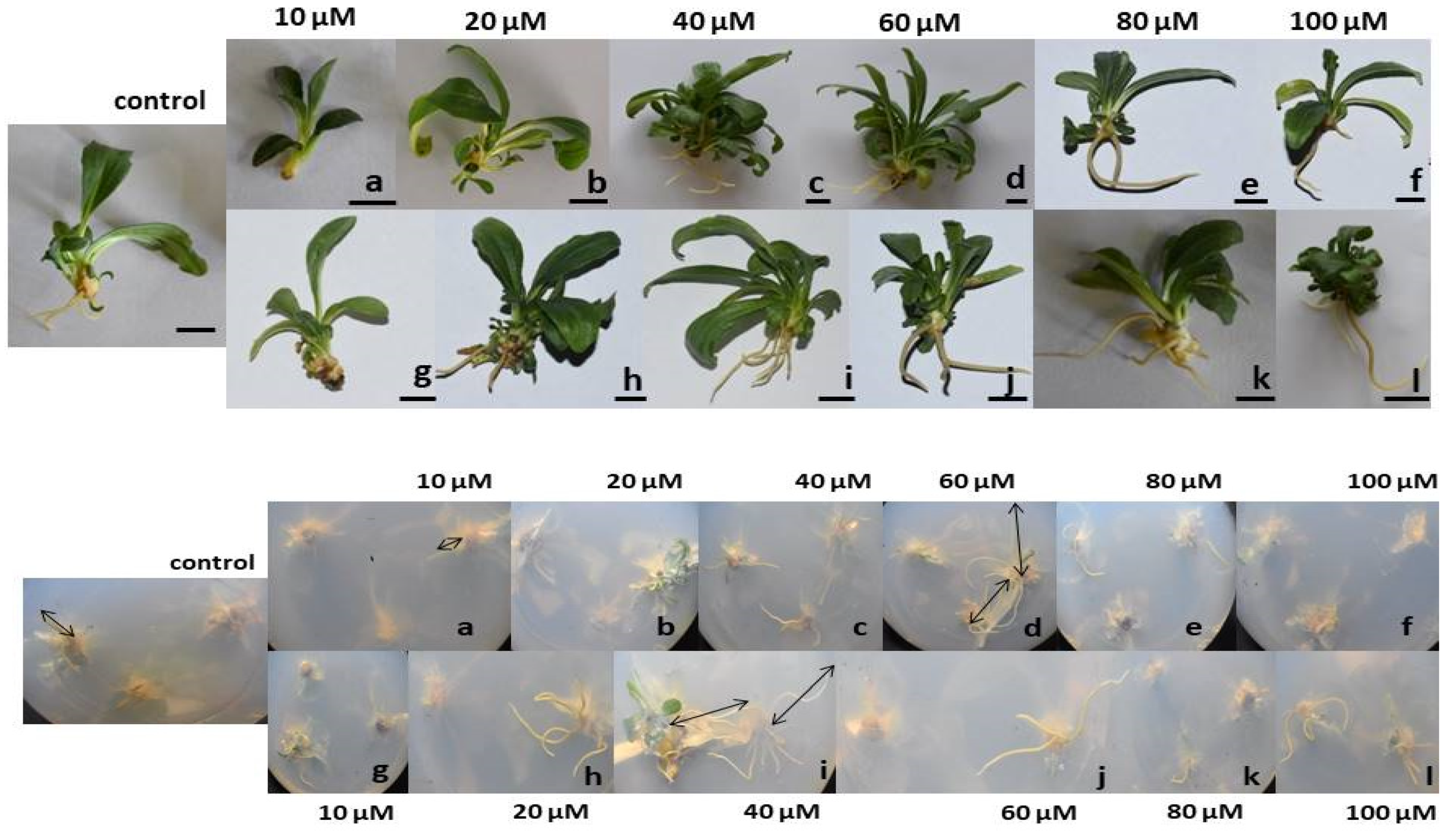Antioxidants 11 01962 g002 Antioxidants 11 01962 g002