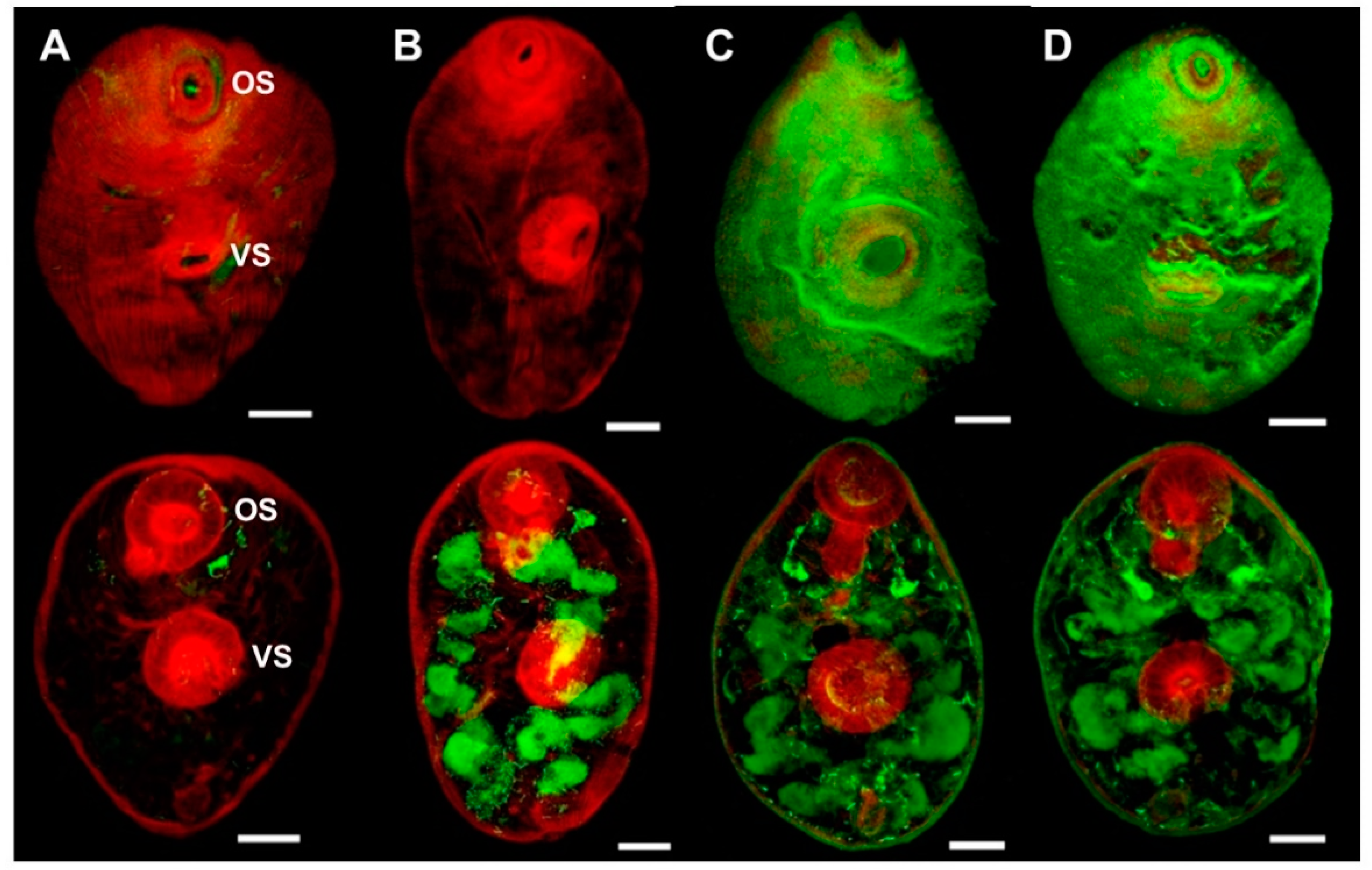 Antioxidants 11 01968 g006