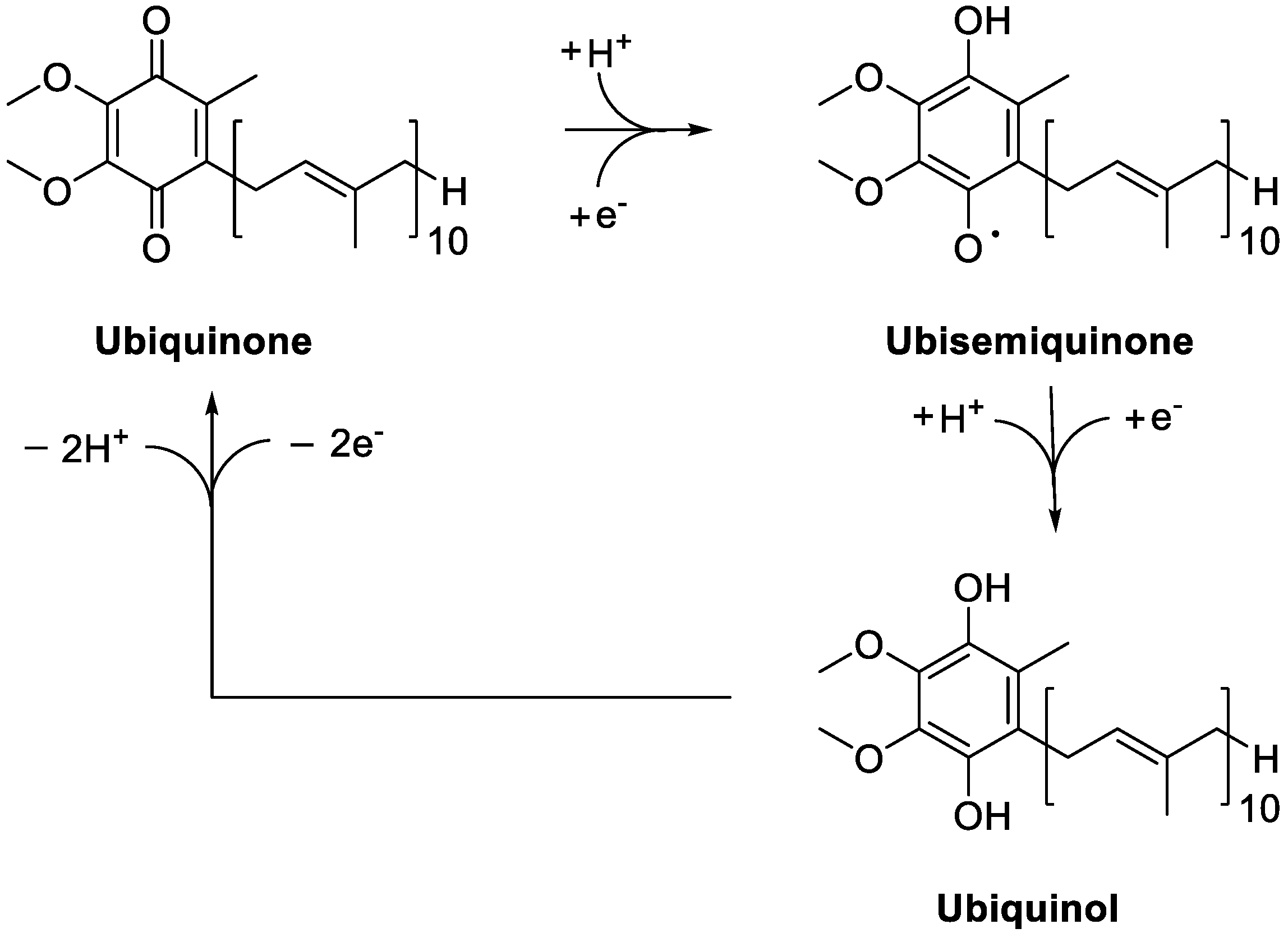 Antioxidants 11 01969 g002