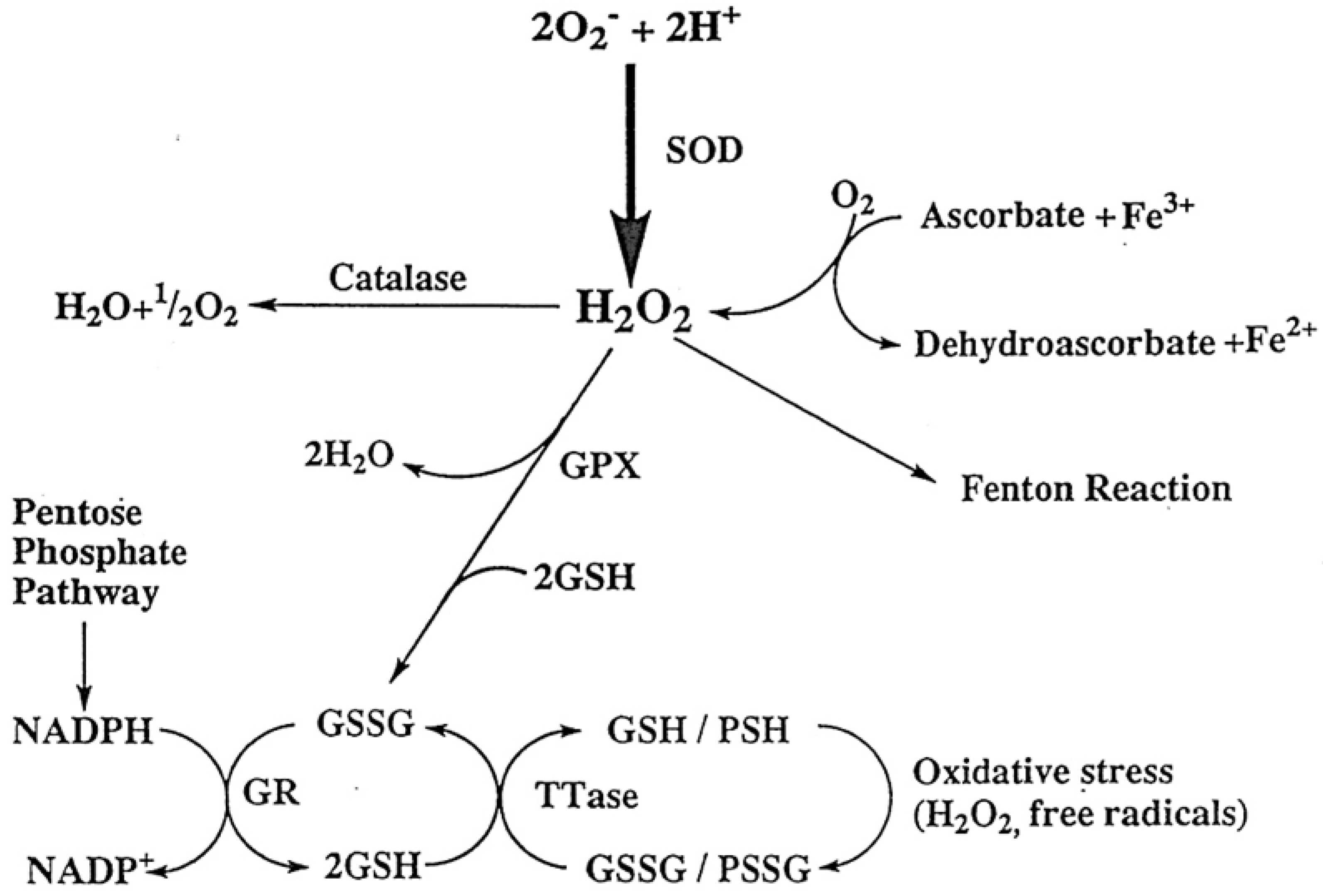 Antioxidants 11 01973 g002
