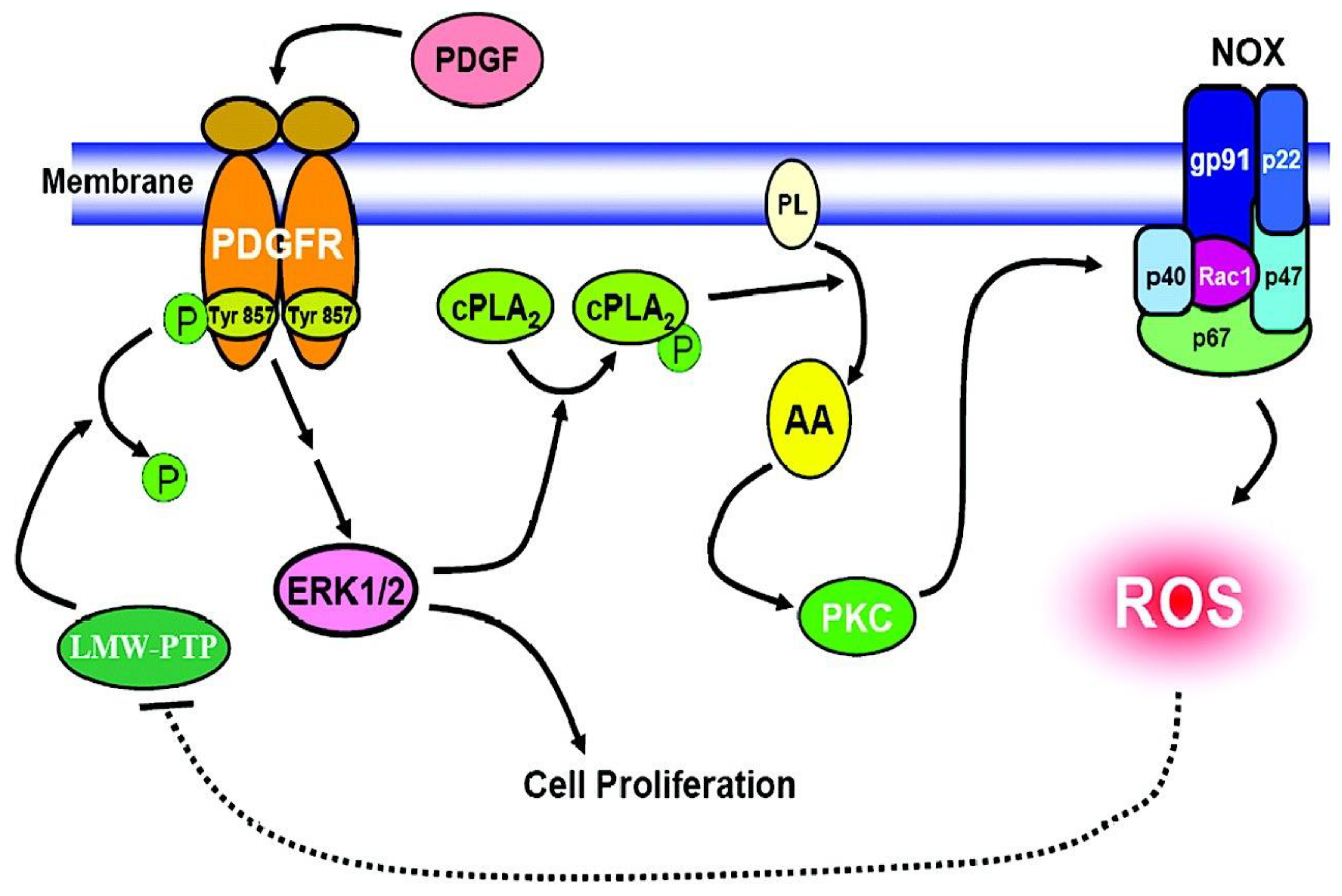 Antioxidants 11 01973 g012