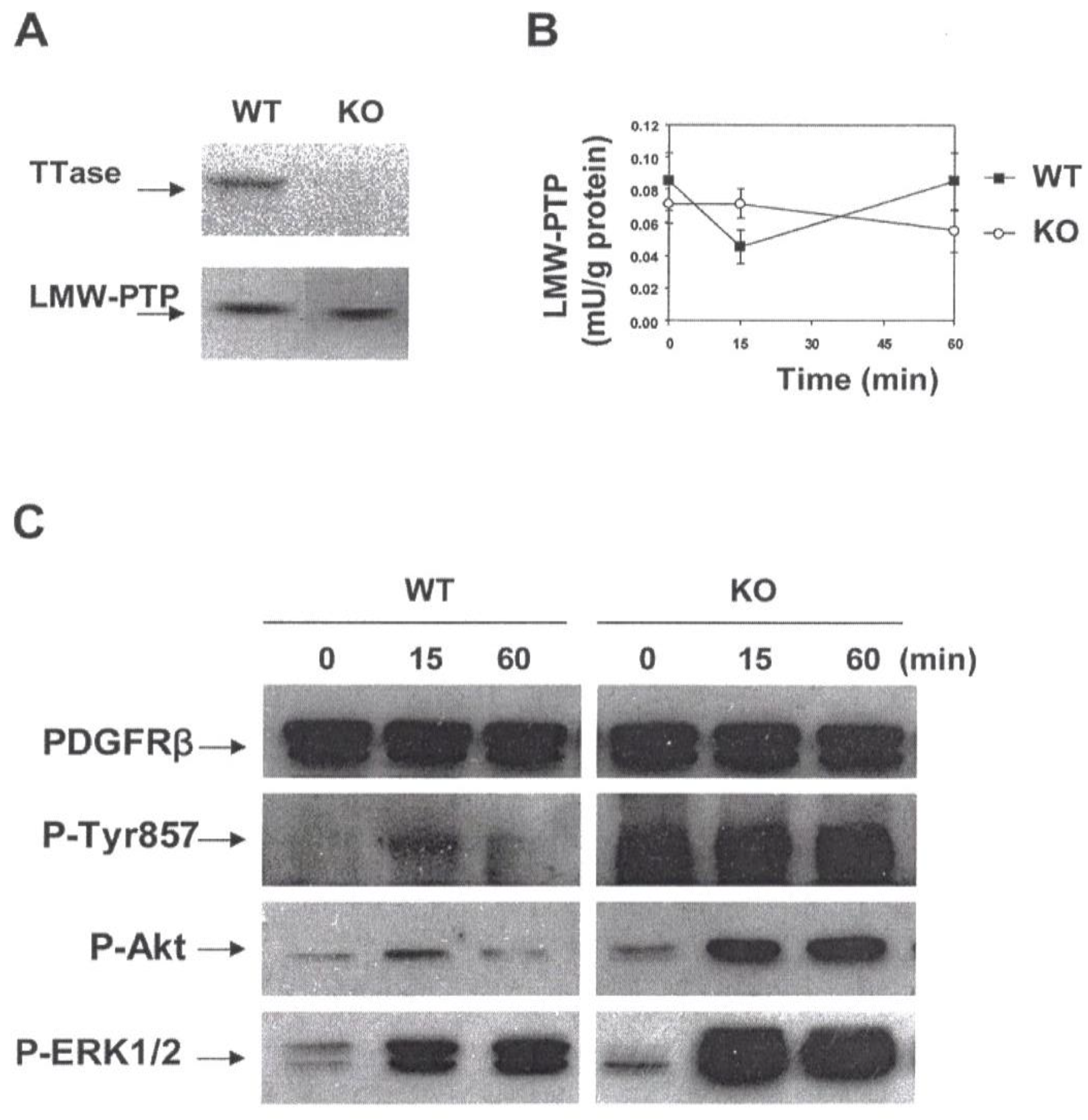 Antioxidants 11 01973 g013