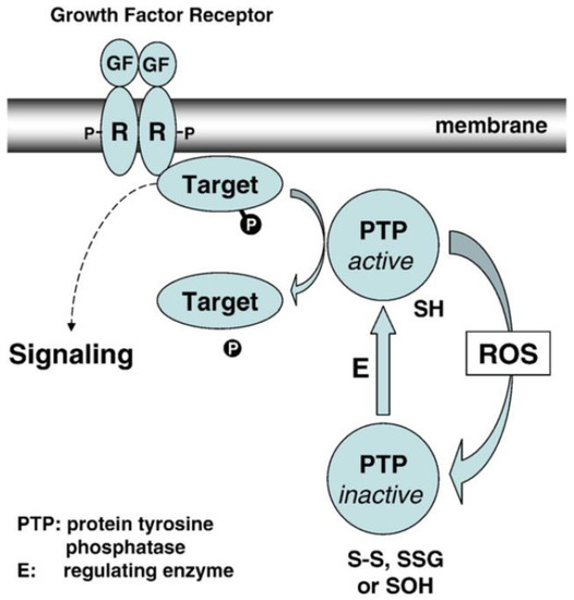 OOR！ Glutathione and Glutaredoxin in Redox Regulation and Cell