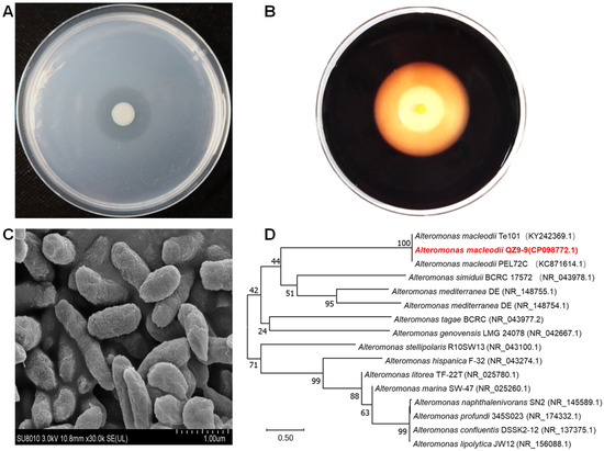 Analysis of the Antioxidant Composition of Low Molecular