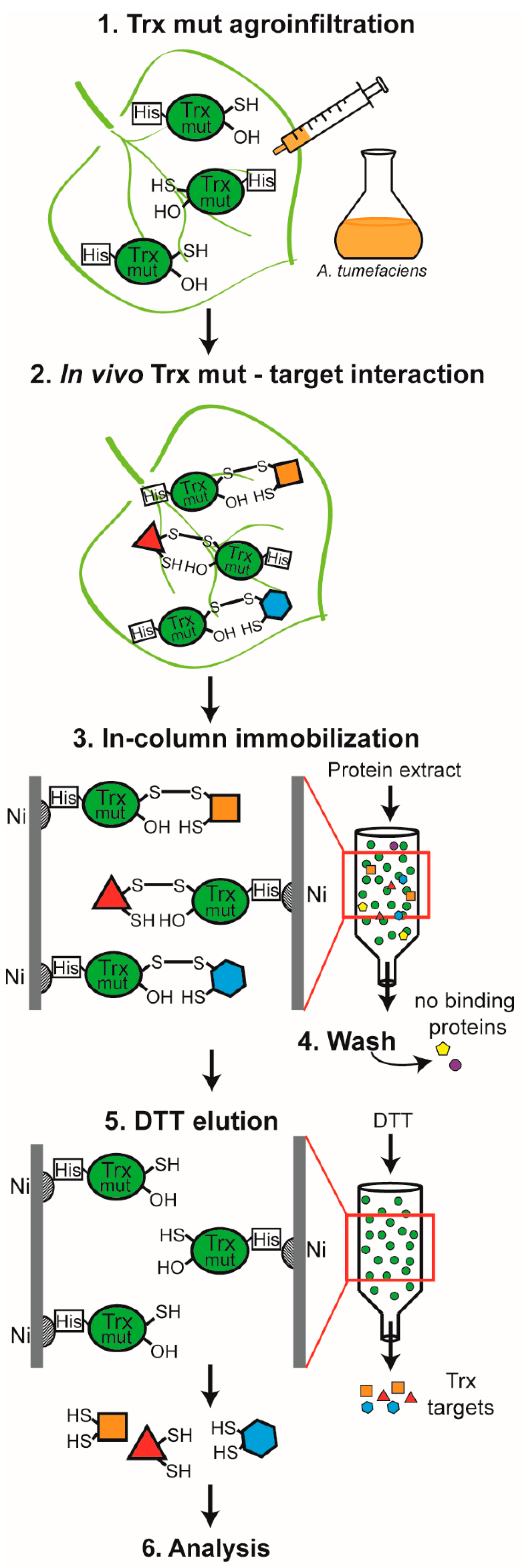 Antioxidants 11 01979 g001 Antioxidants 11 01979 g001
