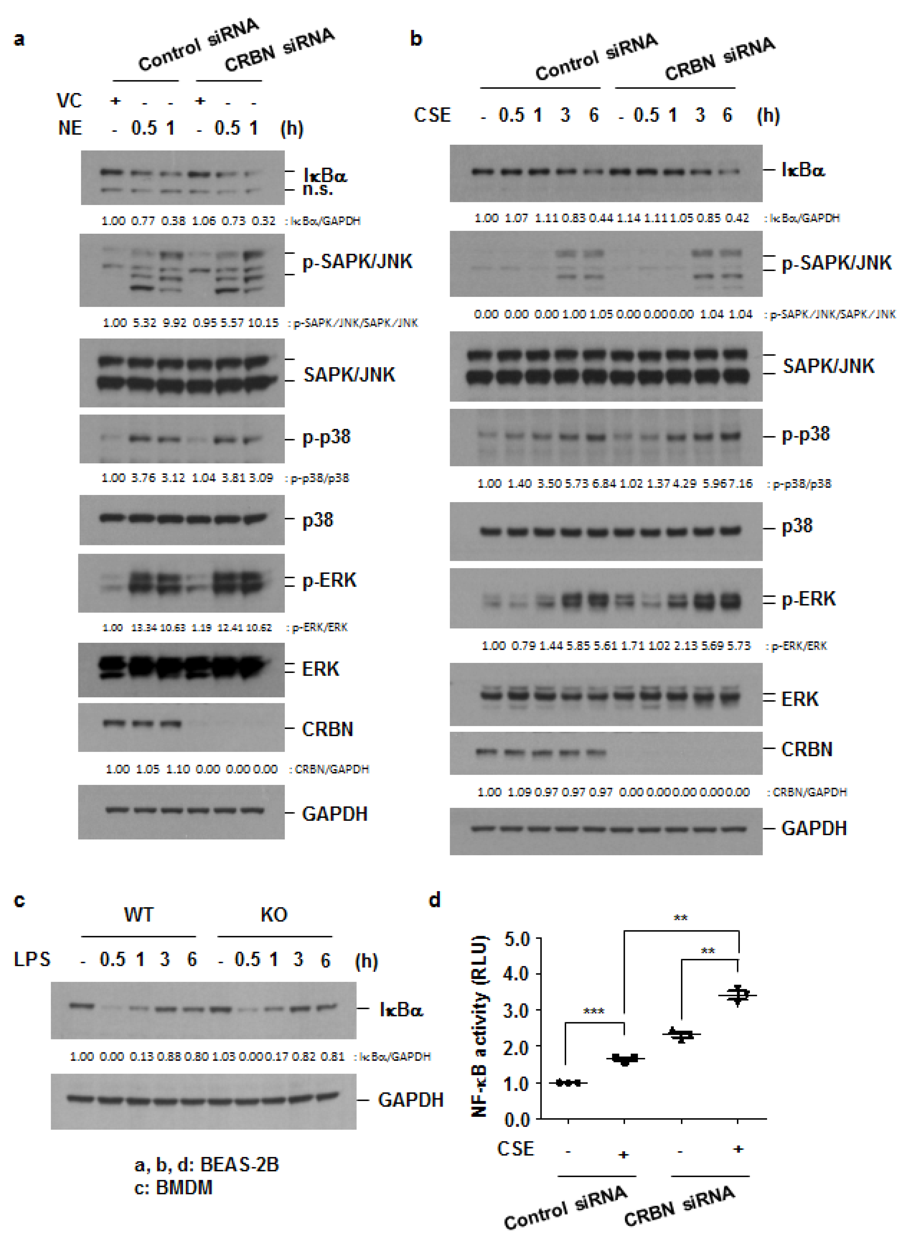Antioxidants 11 01980 g005 Antioxidants 11 01980 g005