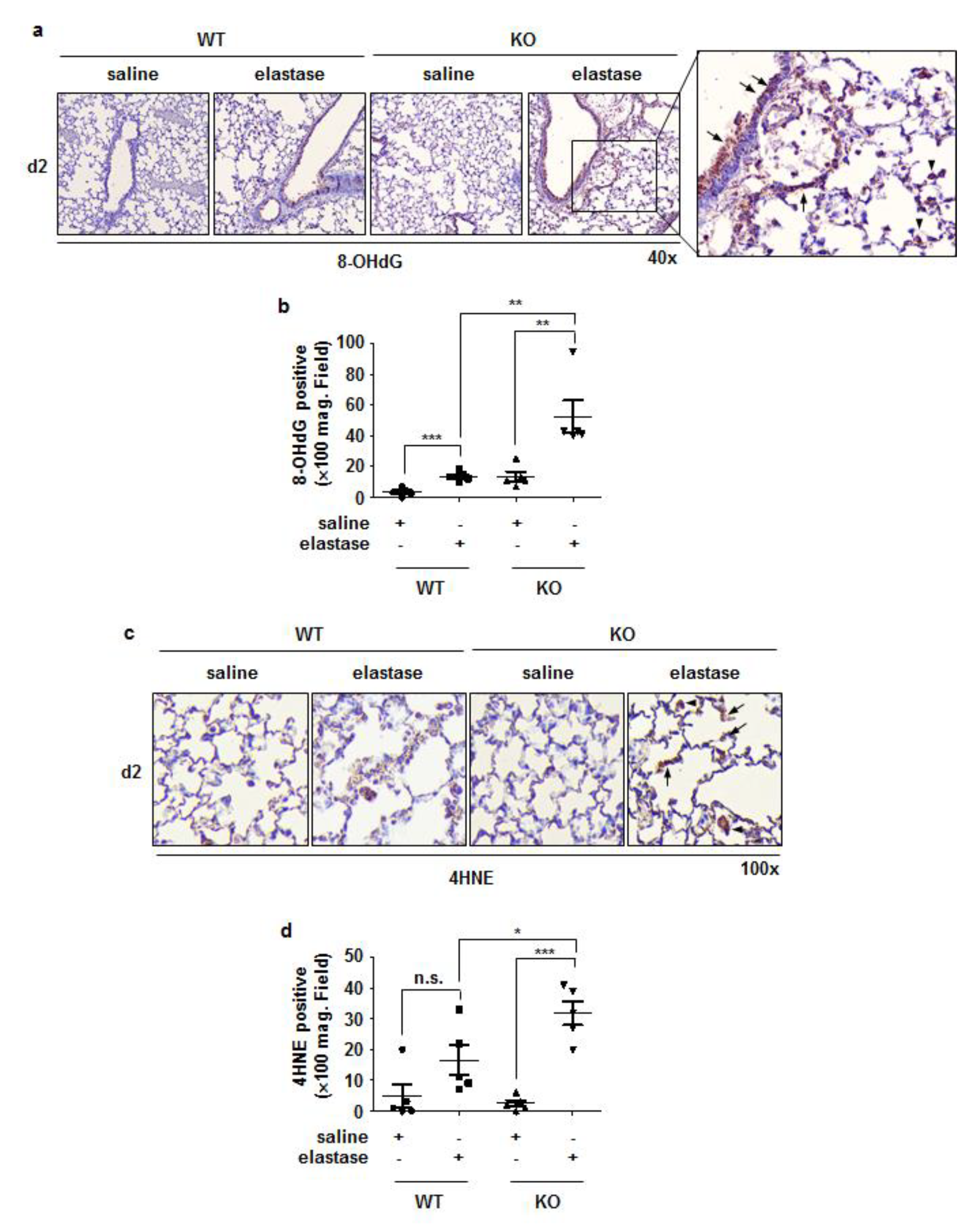 Antioxidants 11 01980 g006 Antioxidants 11 01980 g006