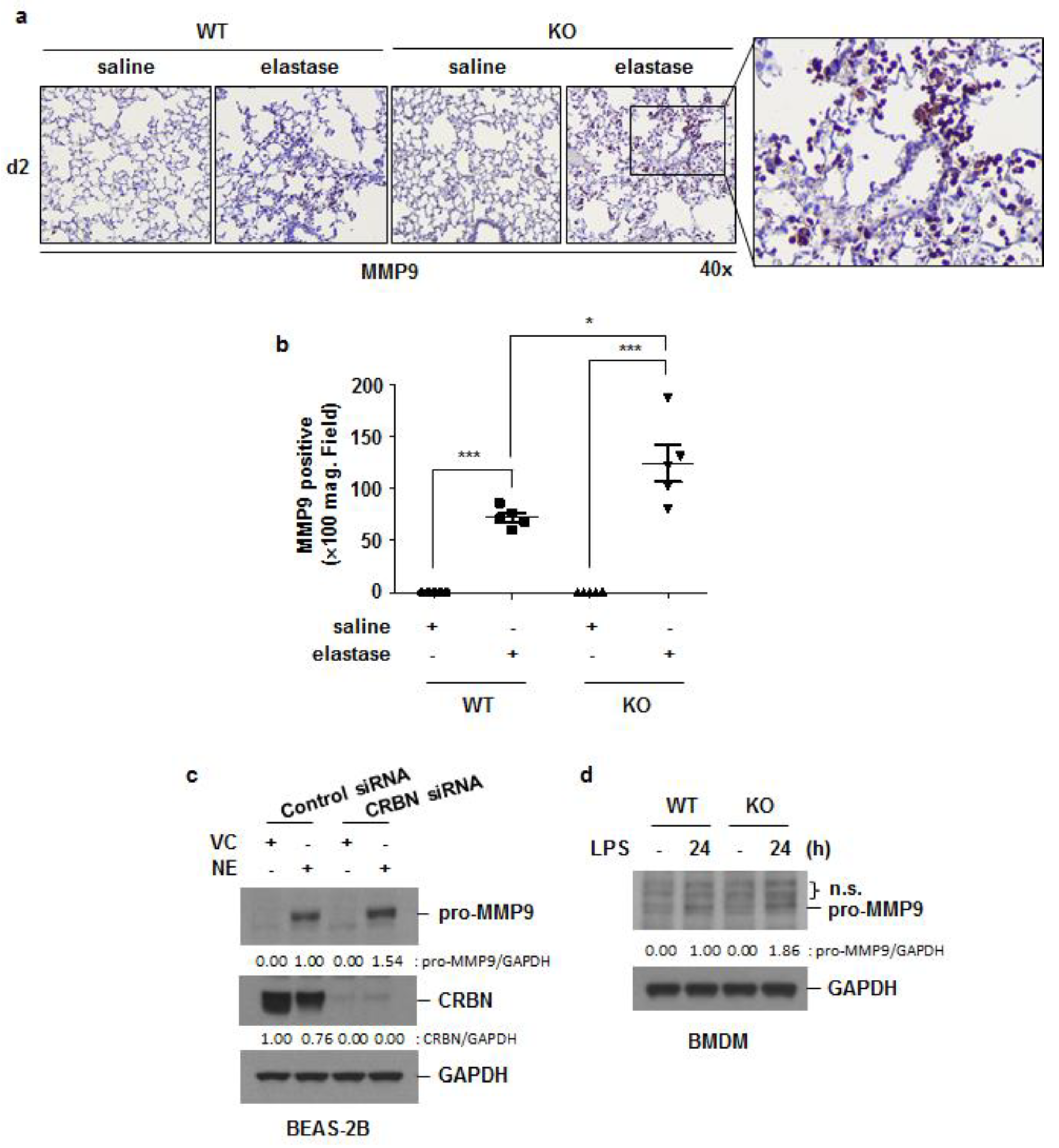Antioxidants 11 01980 g007 Antioxidants 11 01980 g007