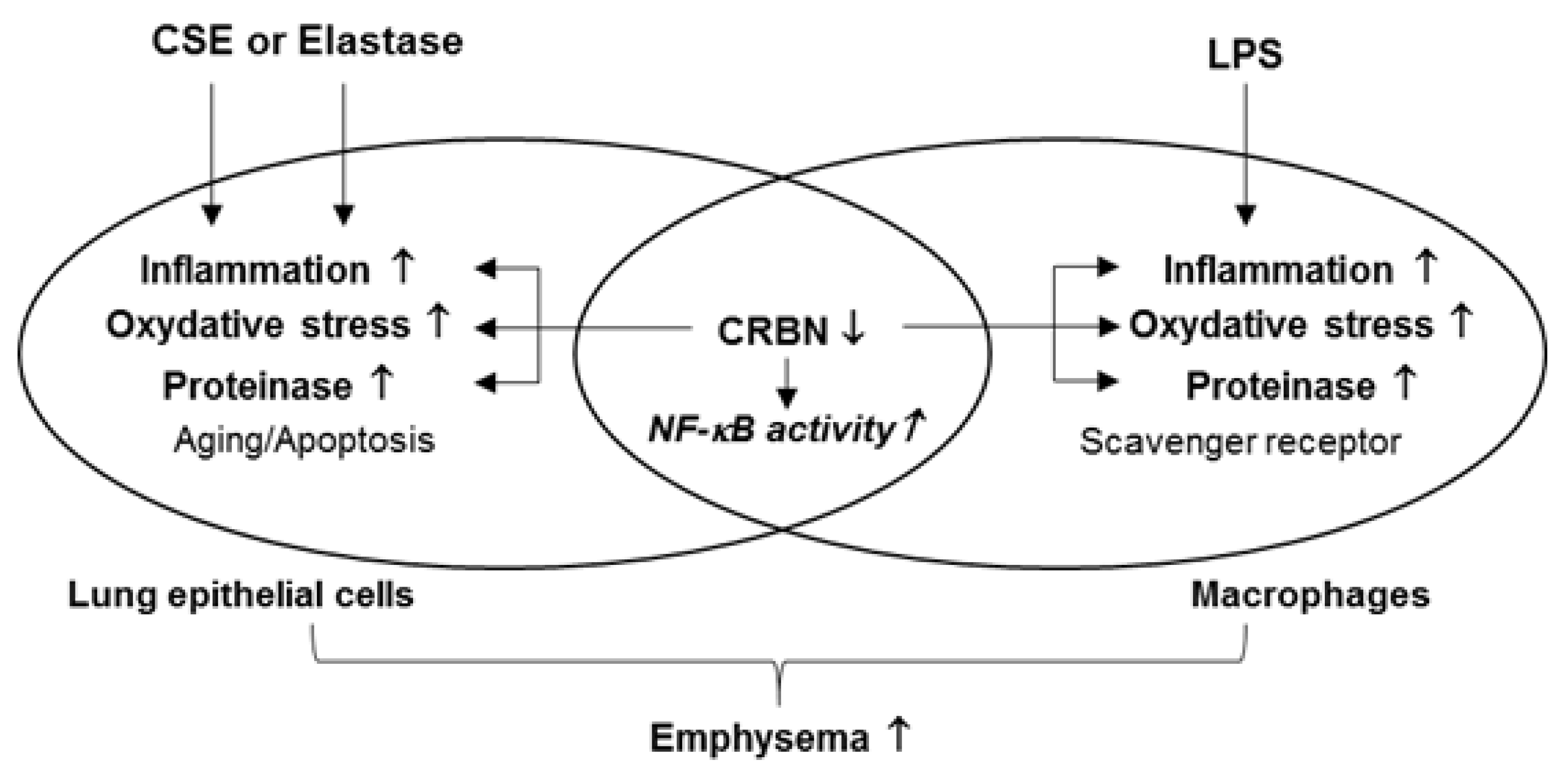 Antioxidants 11 01980 g008 Antioxidants 11 01980 g008