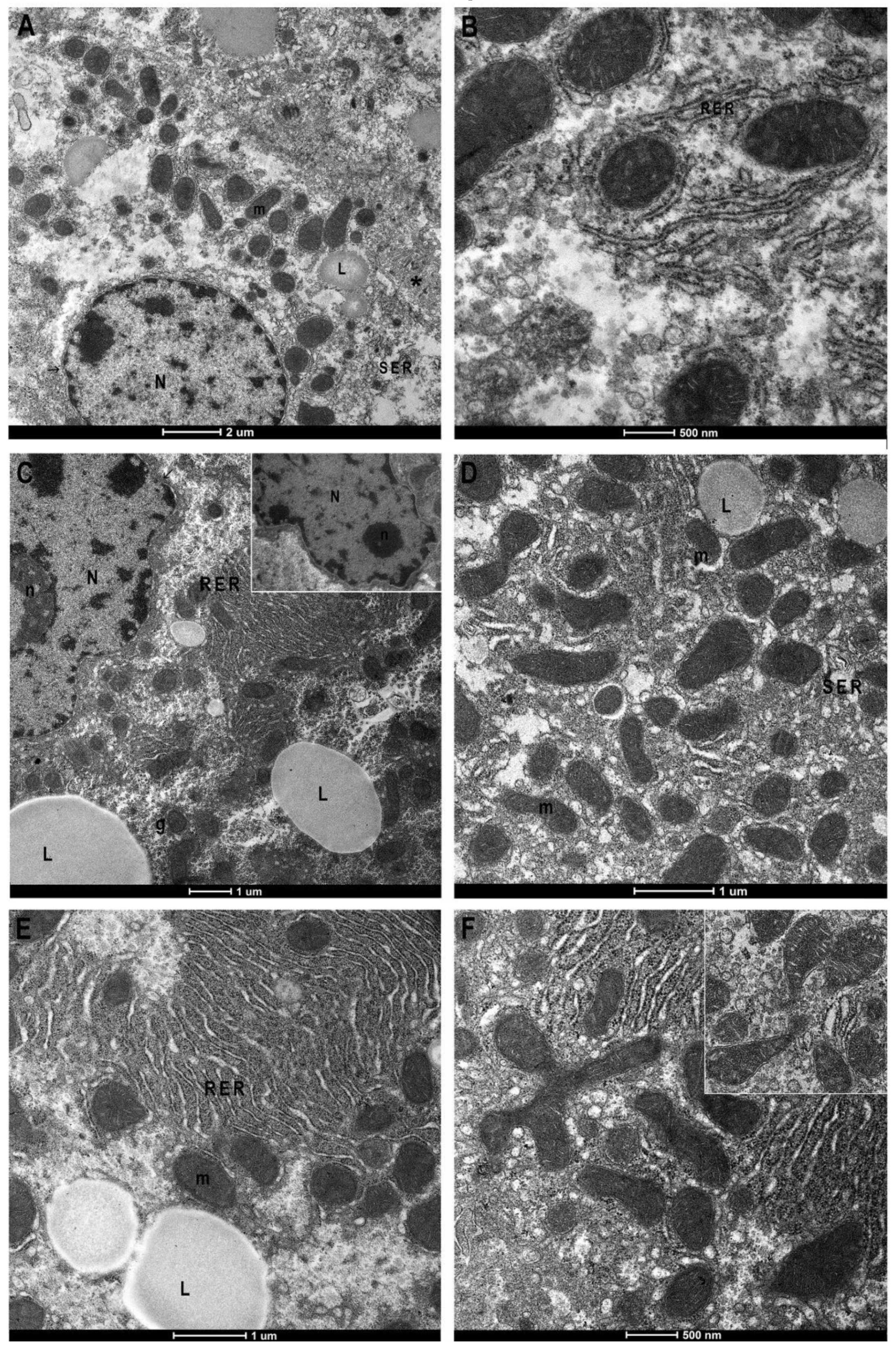 Antioxidants 11 01990 g004 Antioxidants 11 01990 g004