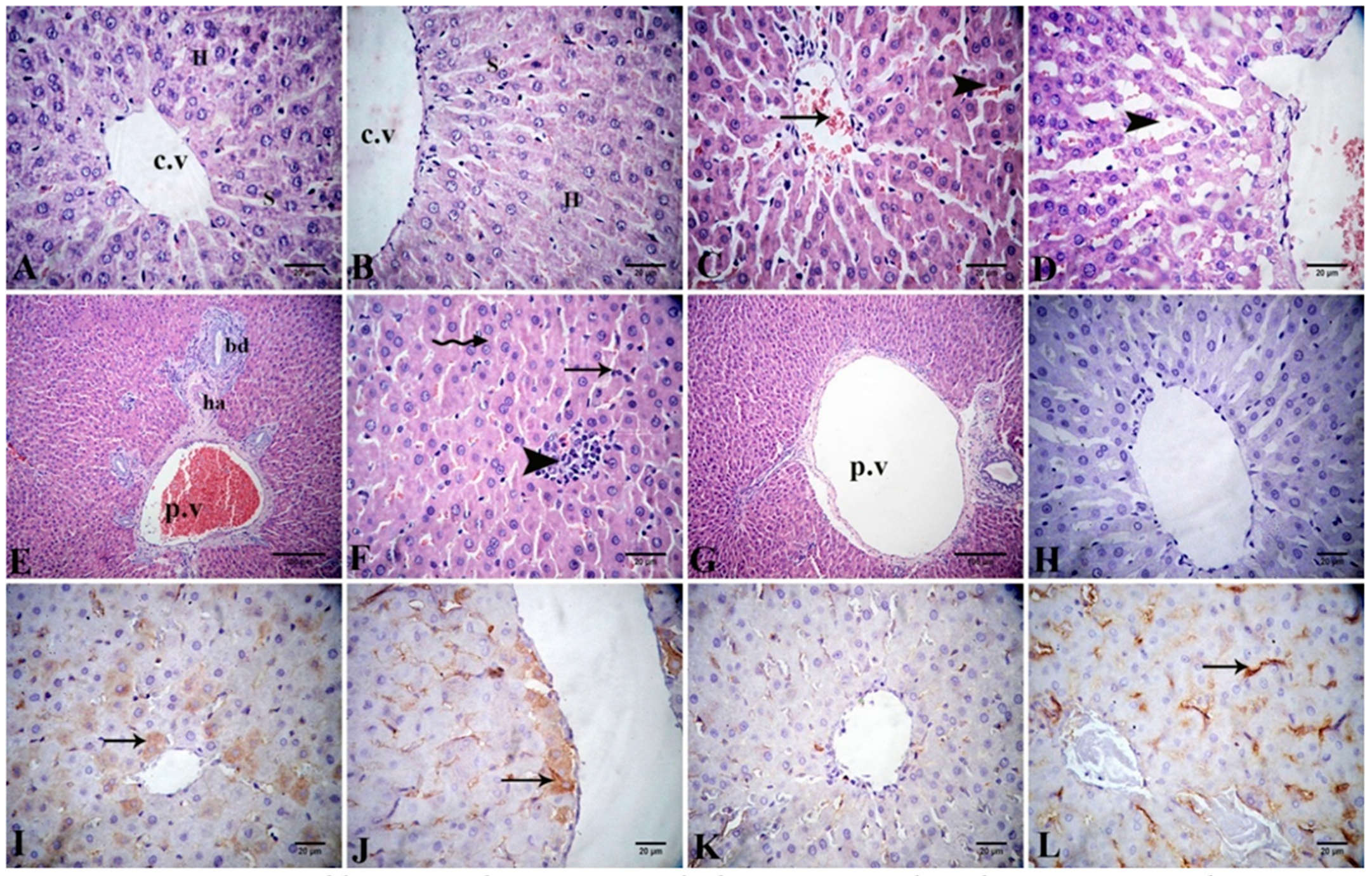 Antioxidants 11 01992 g005 Antioxidants 11 01992 g005