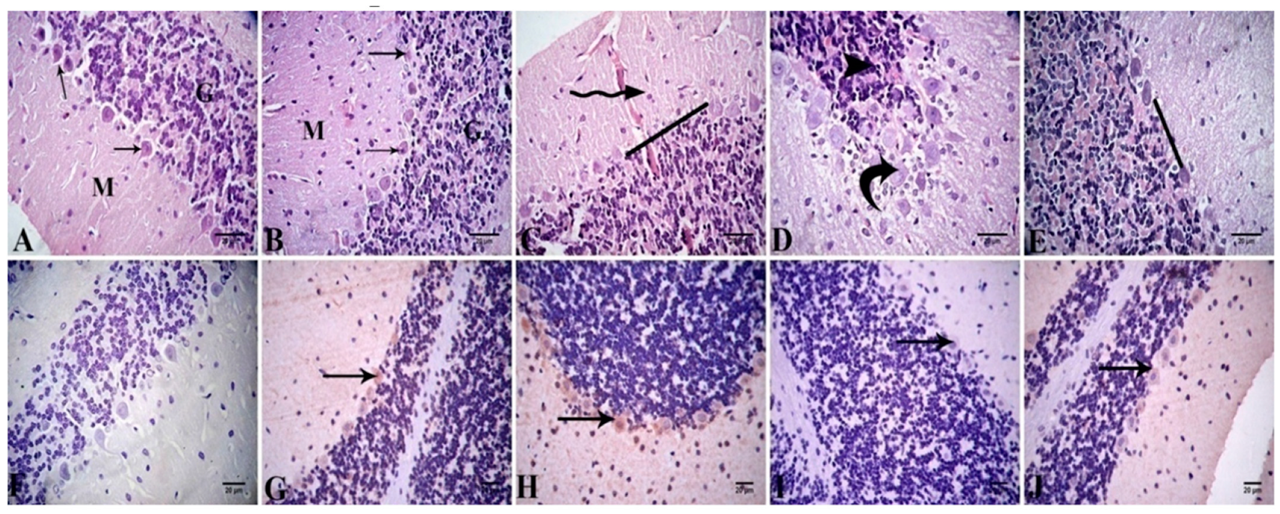Antioxidants 11 01992 g007 Antioxidants 11 01992 g007