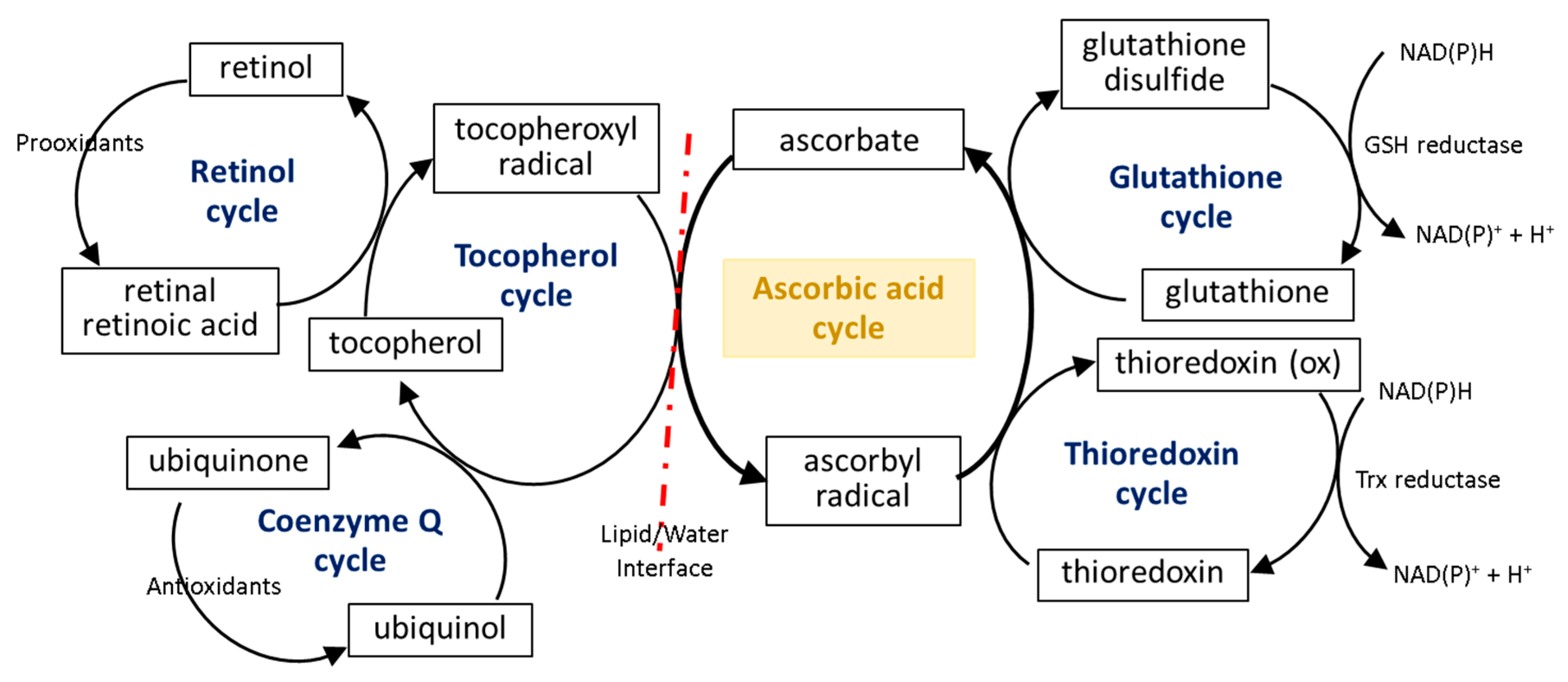 Antioxidants 11 01993 g004