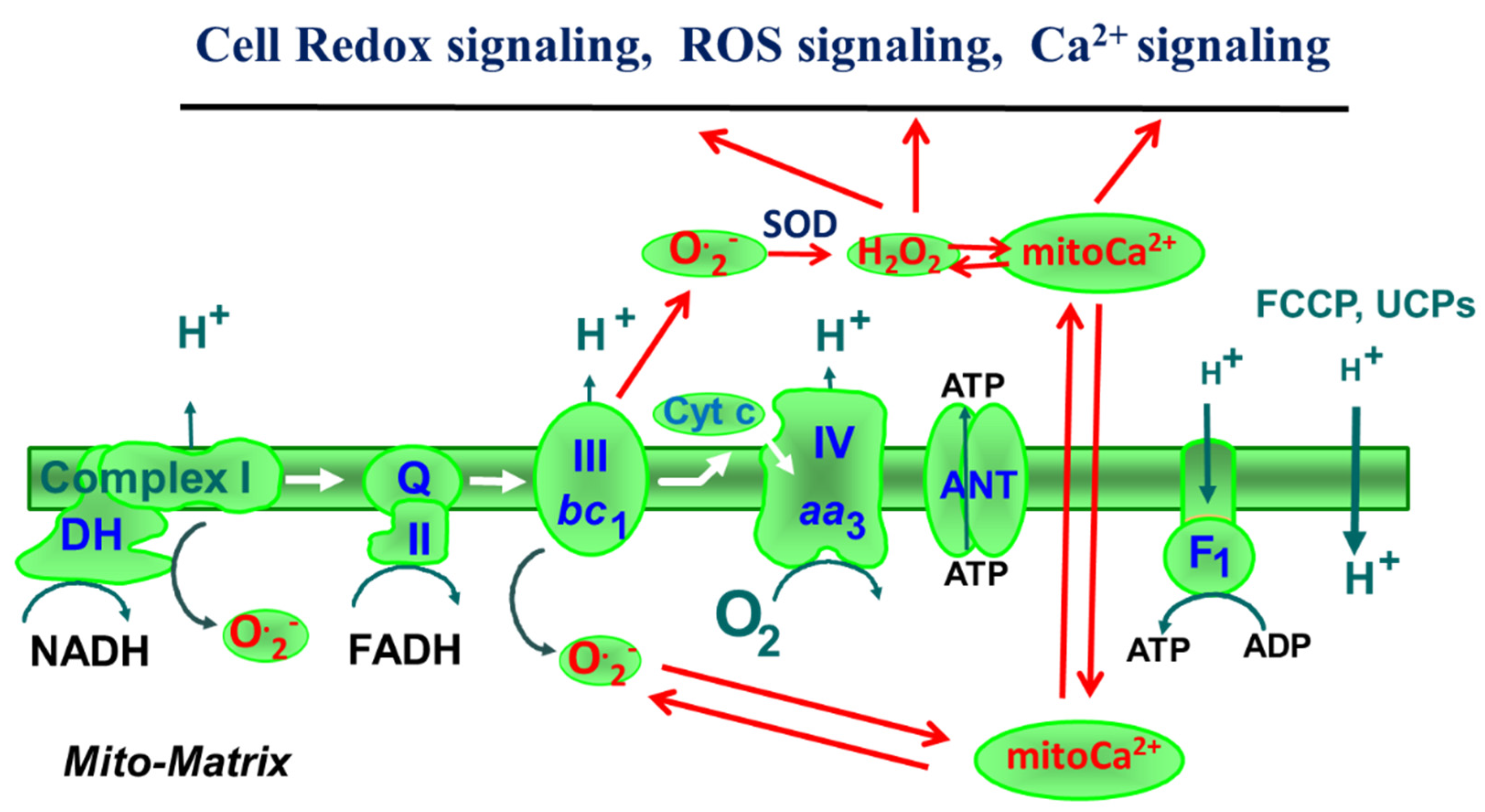 Antioxidants 11 01995 g001 Antioxidants 11 01995 g001
