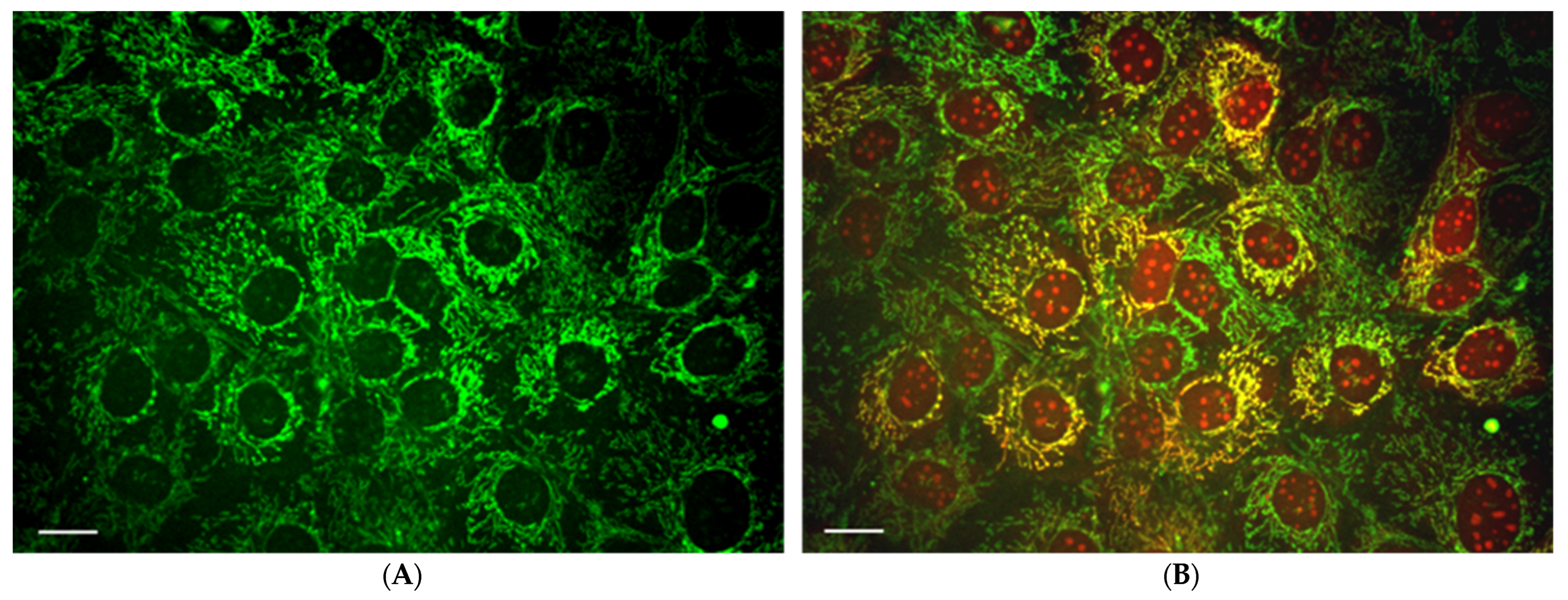 Antioxidants 11 01995 g002 Antioxidants 11 01995 g002