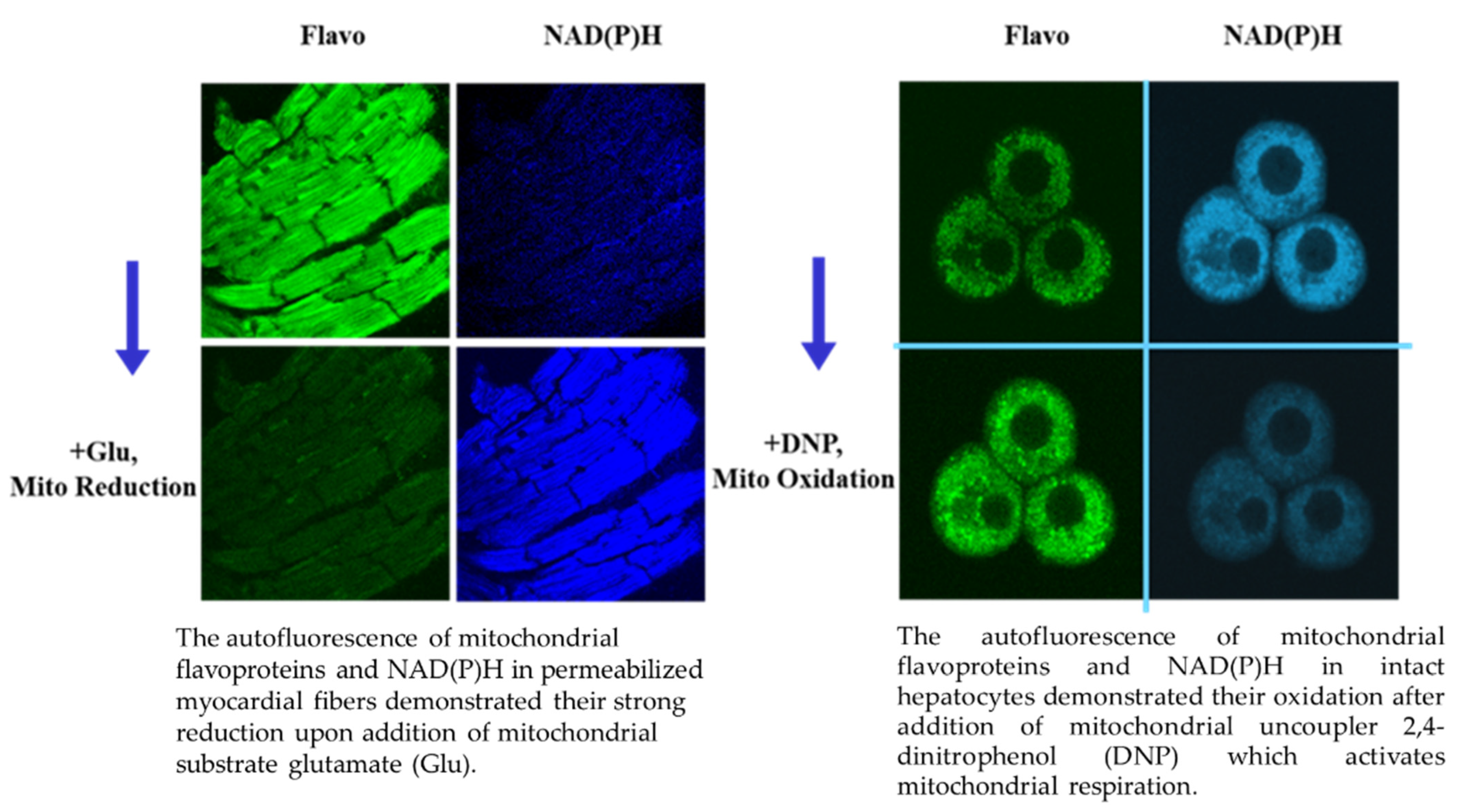 Antioxidants 11 01995 g003 Antioxidants 11 01995 g003