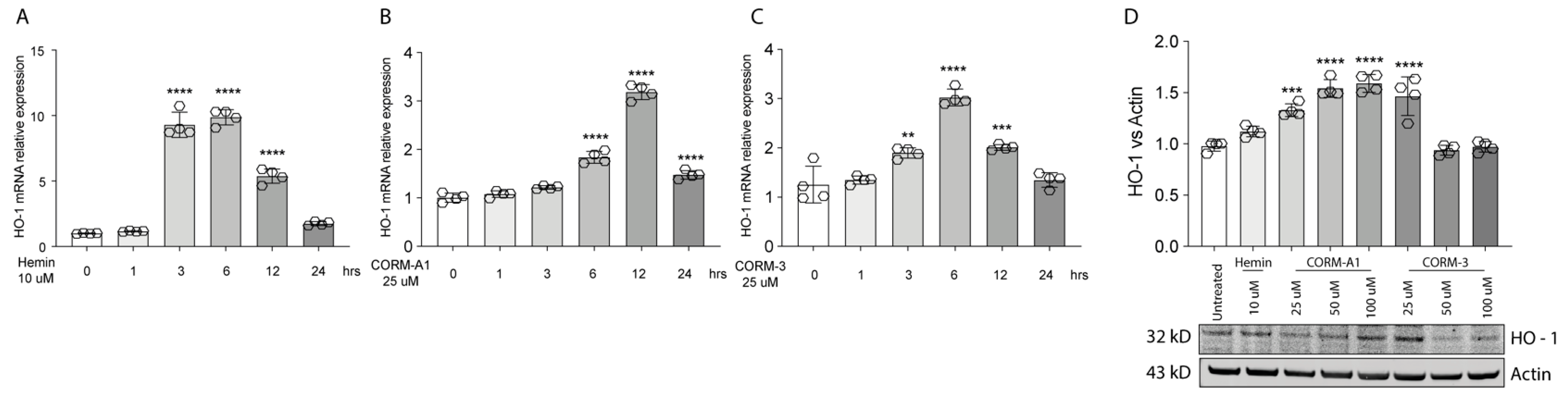 Antioxidants 11 01997 g001 Antioxidants 11 01997 g001
