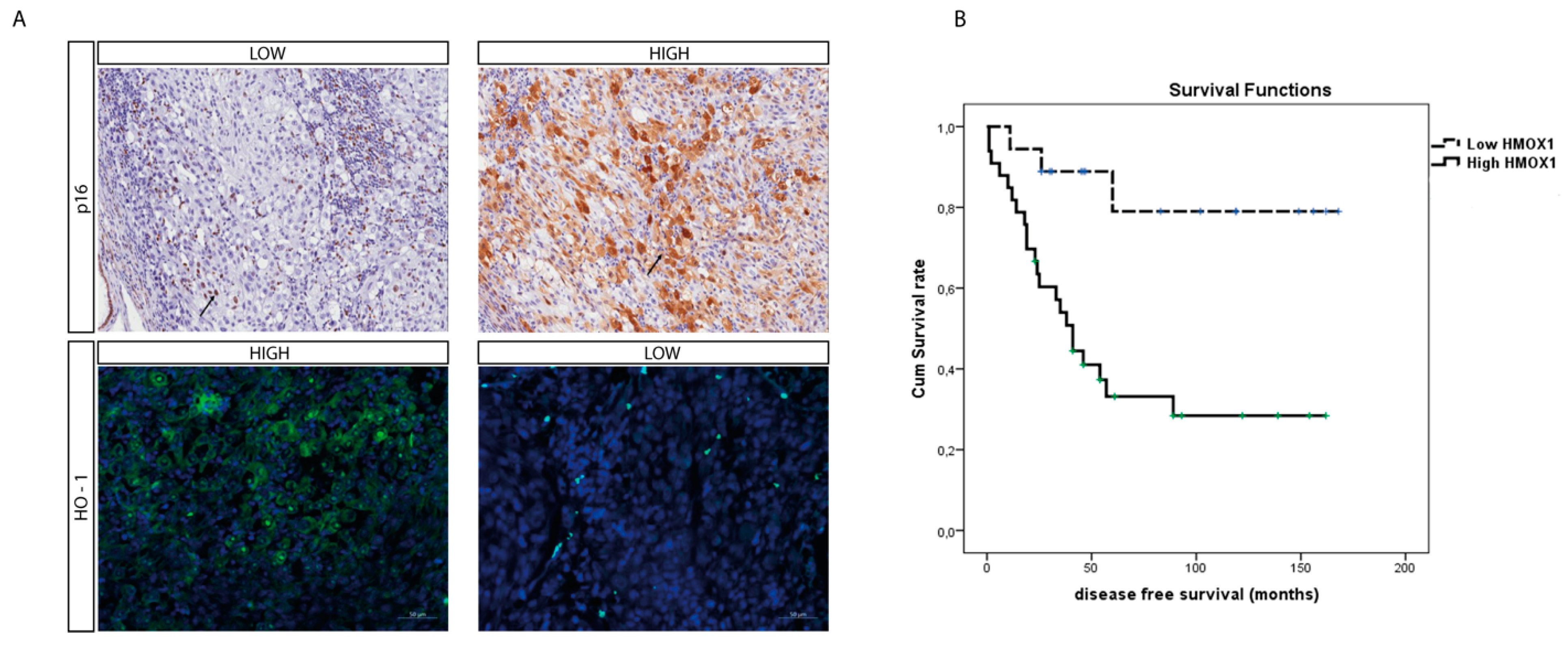 Antioxidants 11 01997 g005 Antioxidants 11 01997 g005