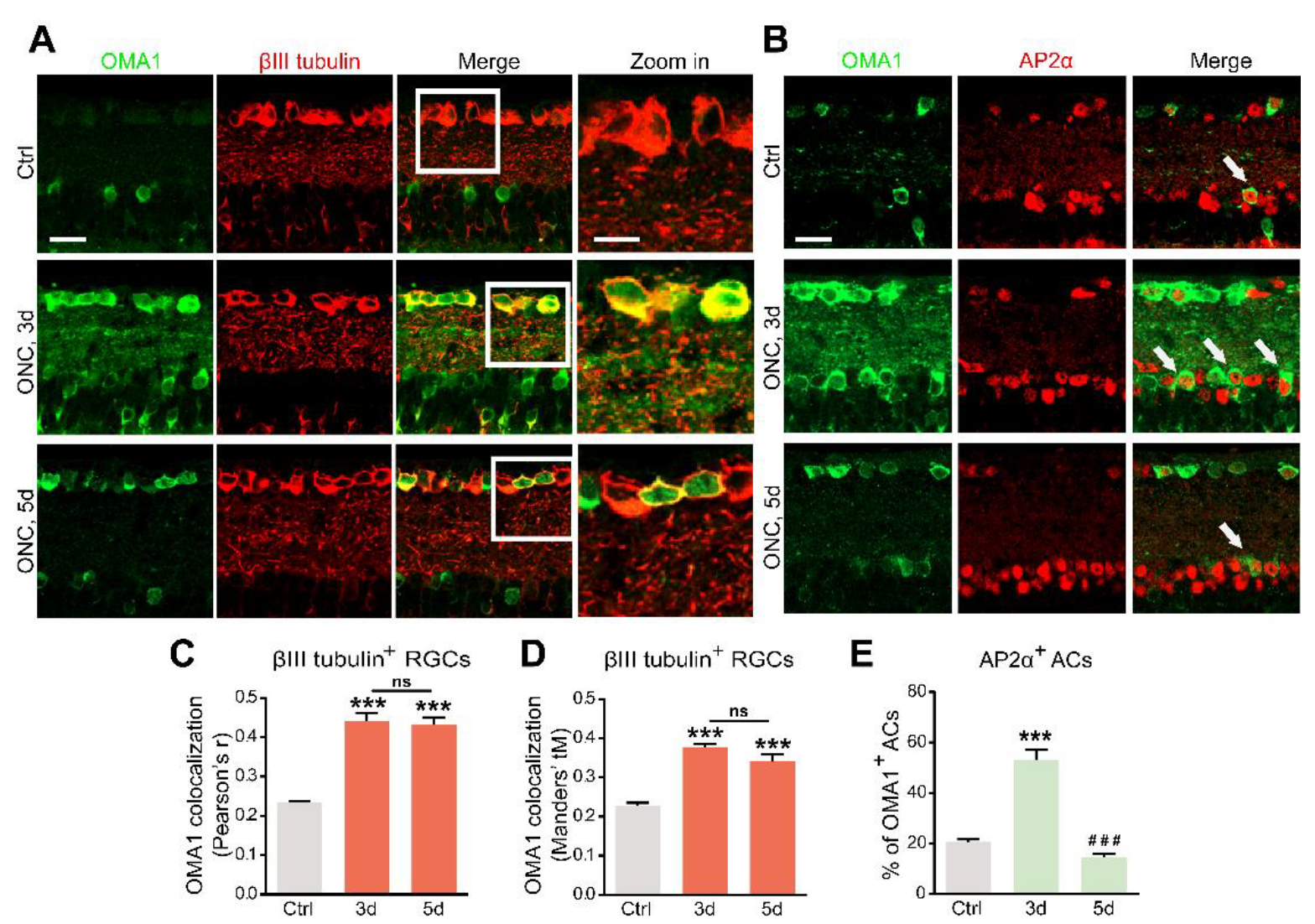 Antioxidants 11 02001 g002 Antioxidants 11 02001 g002