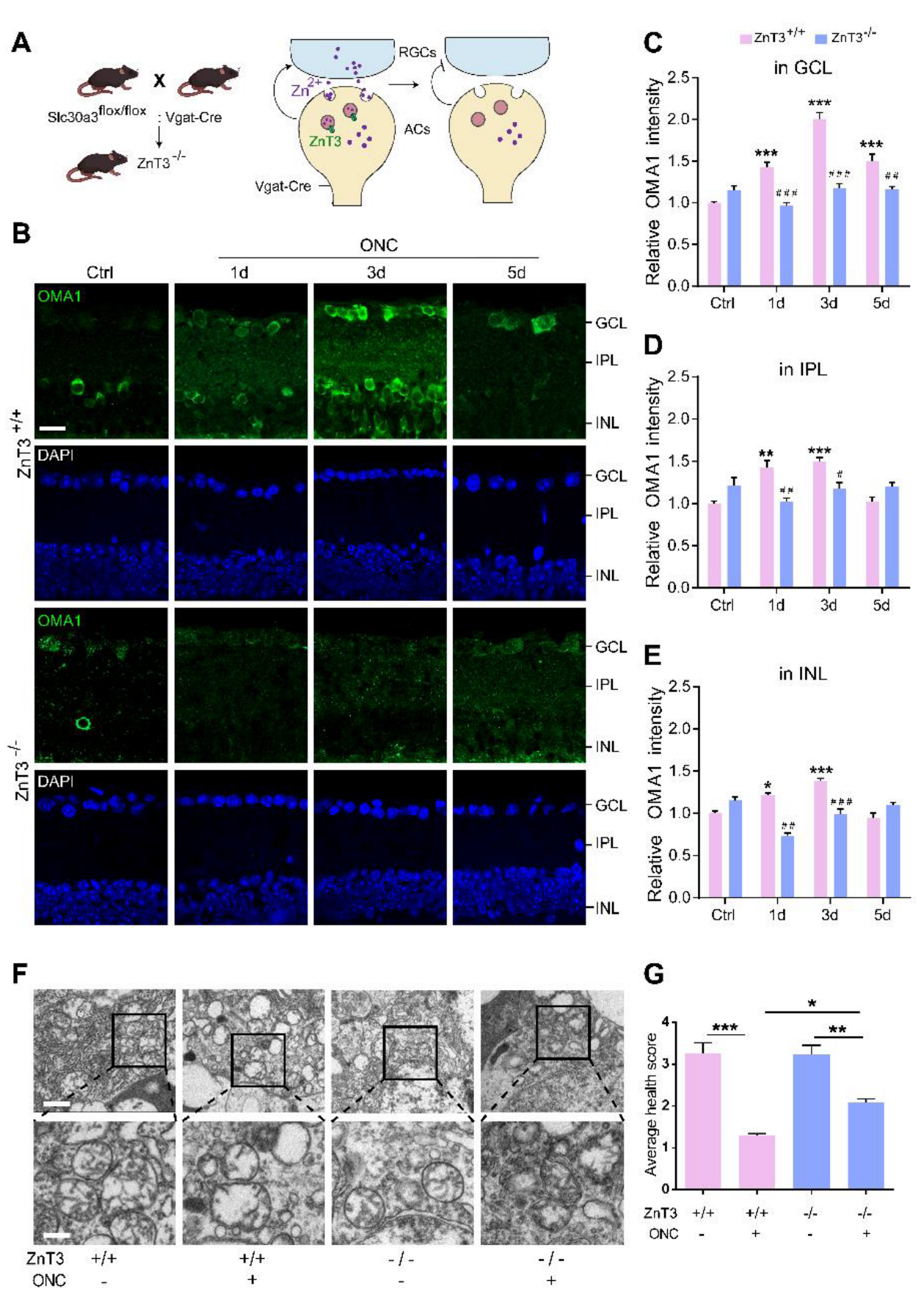 Antioxidants 11 02001 g005 Antioxidants 11 02001 g005