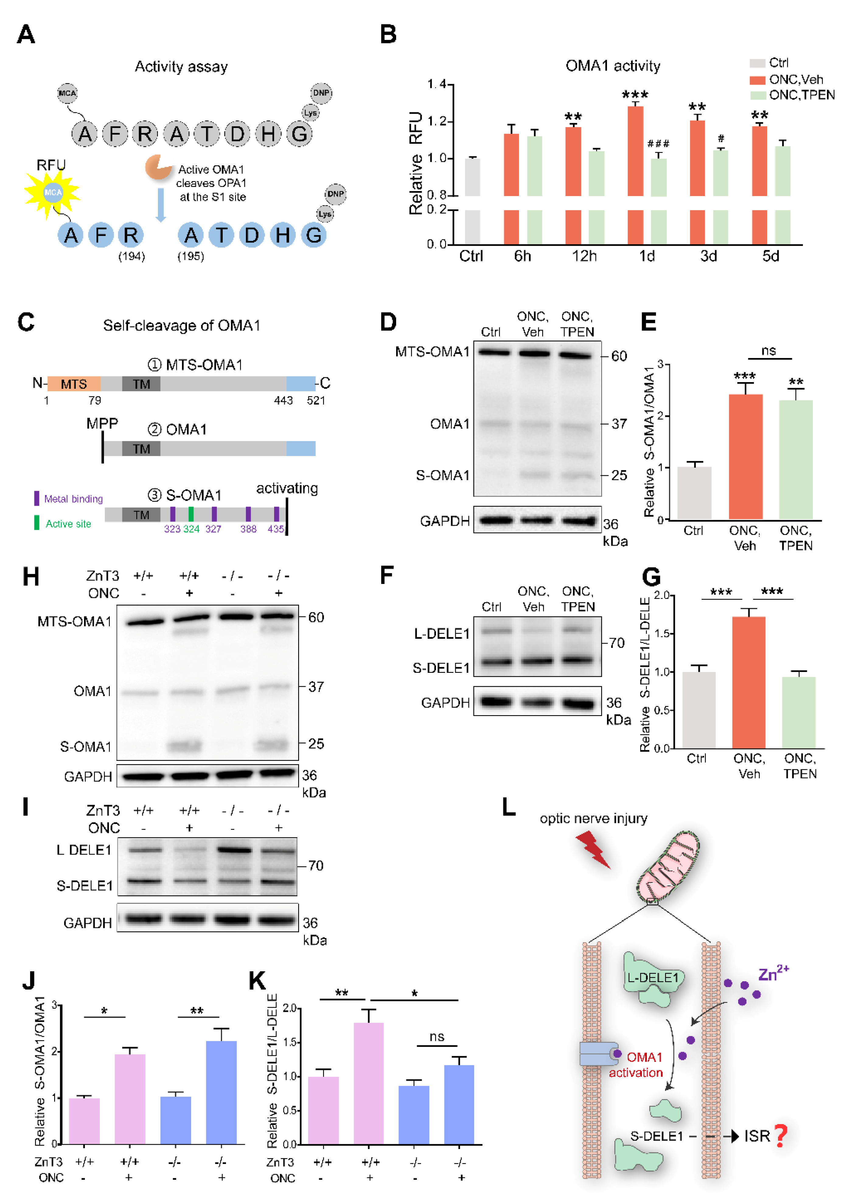 Antioxidants 11 02001 g006 Antioxidants 11 02001 g006