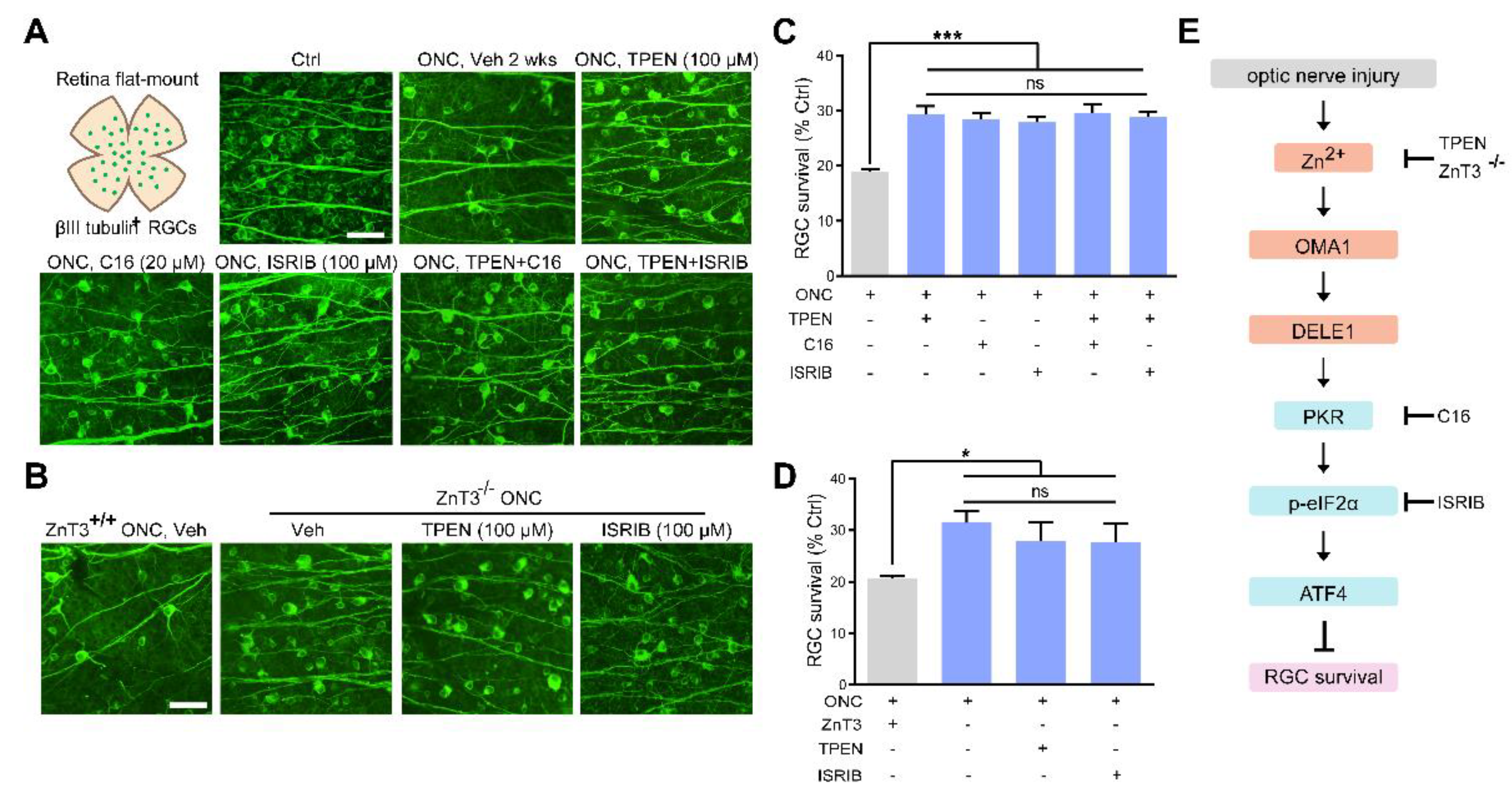 Antioxidants 11 02001 g008 Antioxidants 11 02001 g008