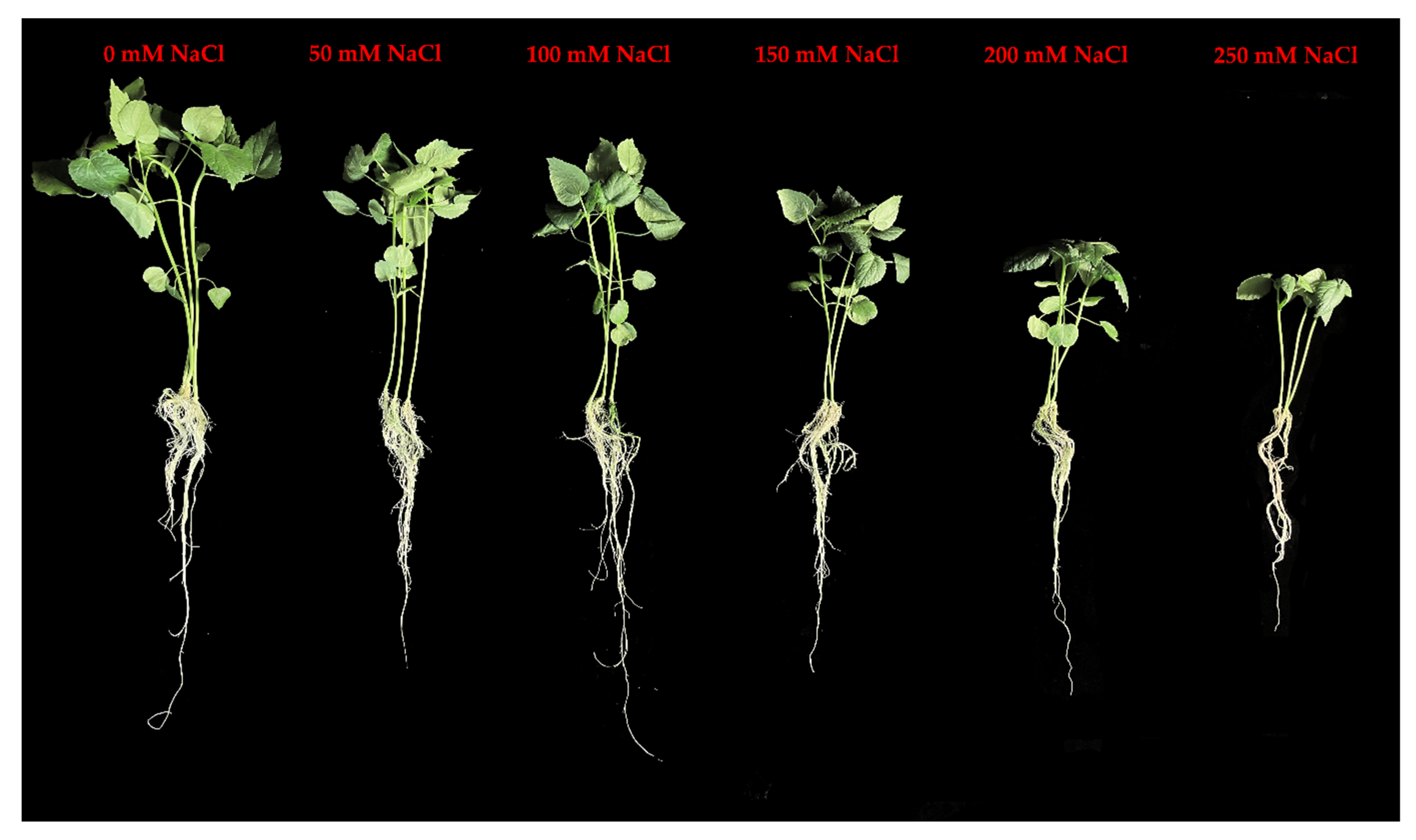 Antioxidants 11 02005 g001 Antioxidants 11 02005 g001