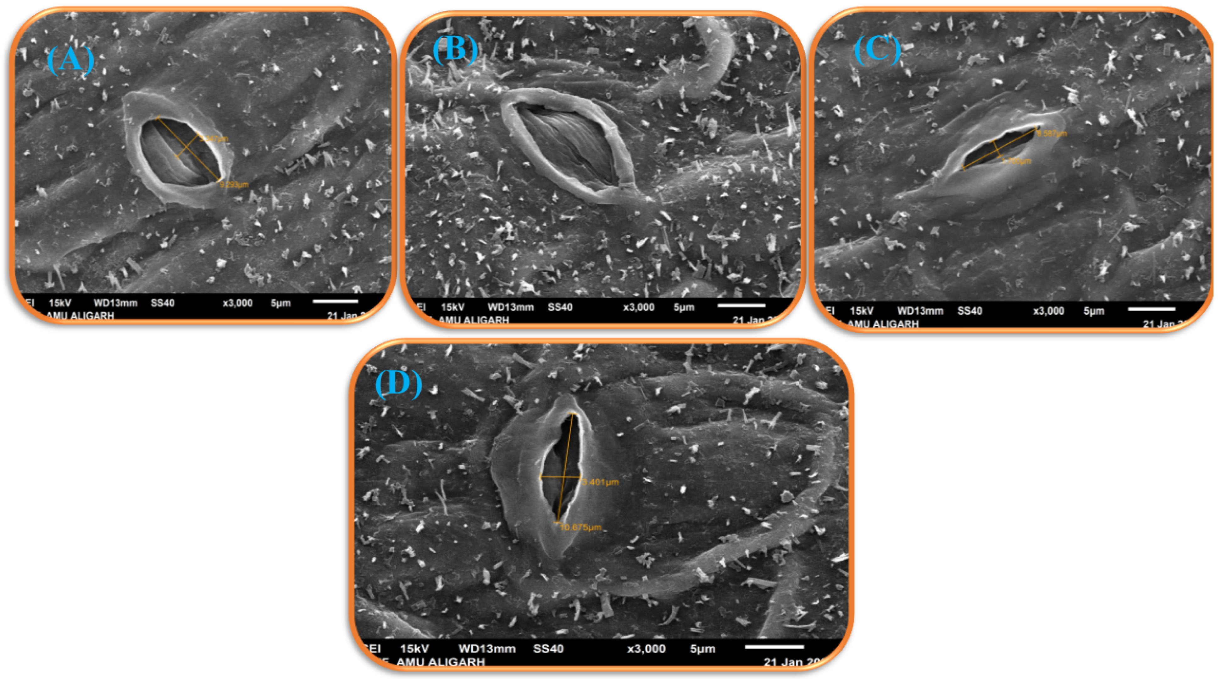 Antioxidants 11 02010 g011