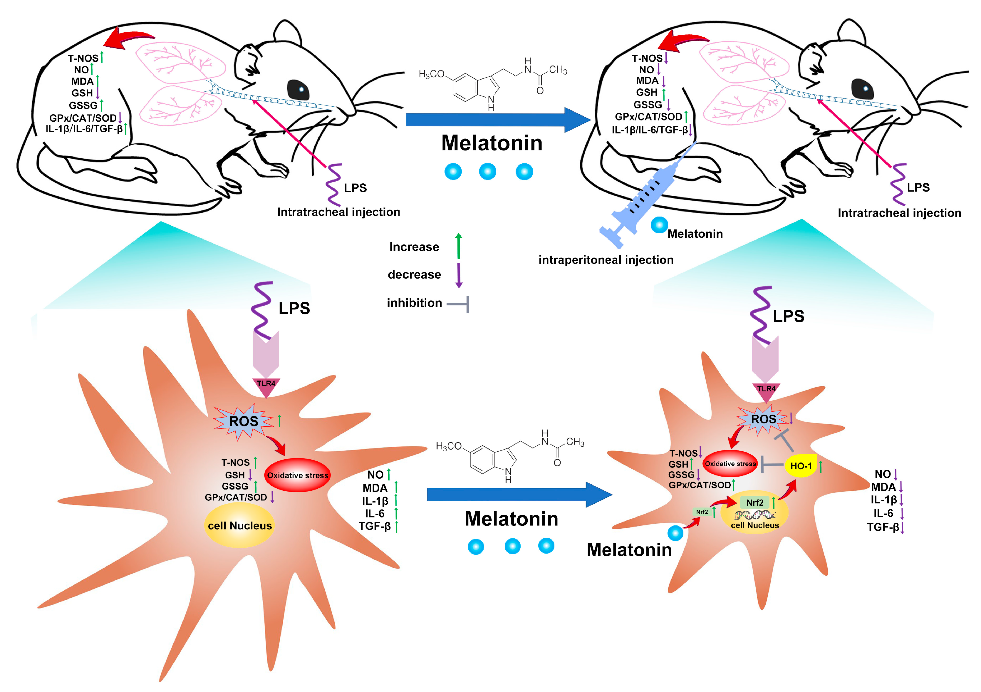 Antioxidants 11 02012 g008 Antioxidants 11 02012 g008