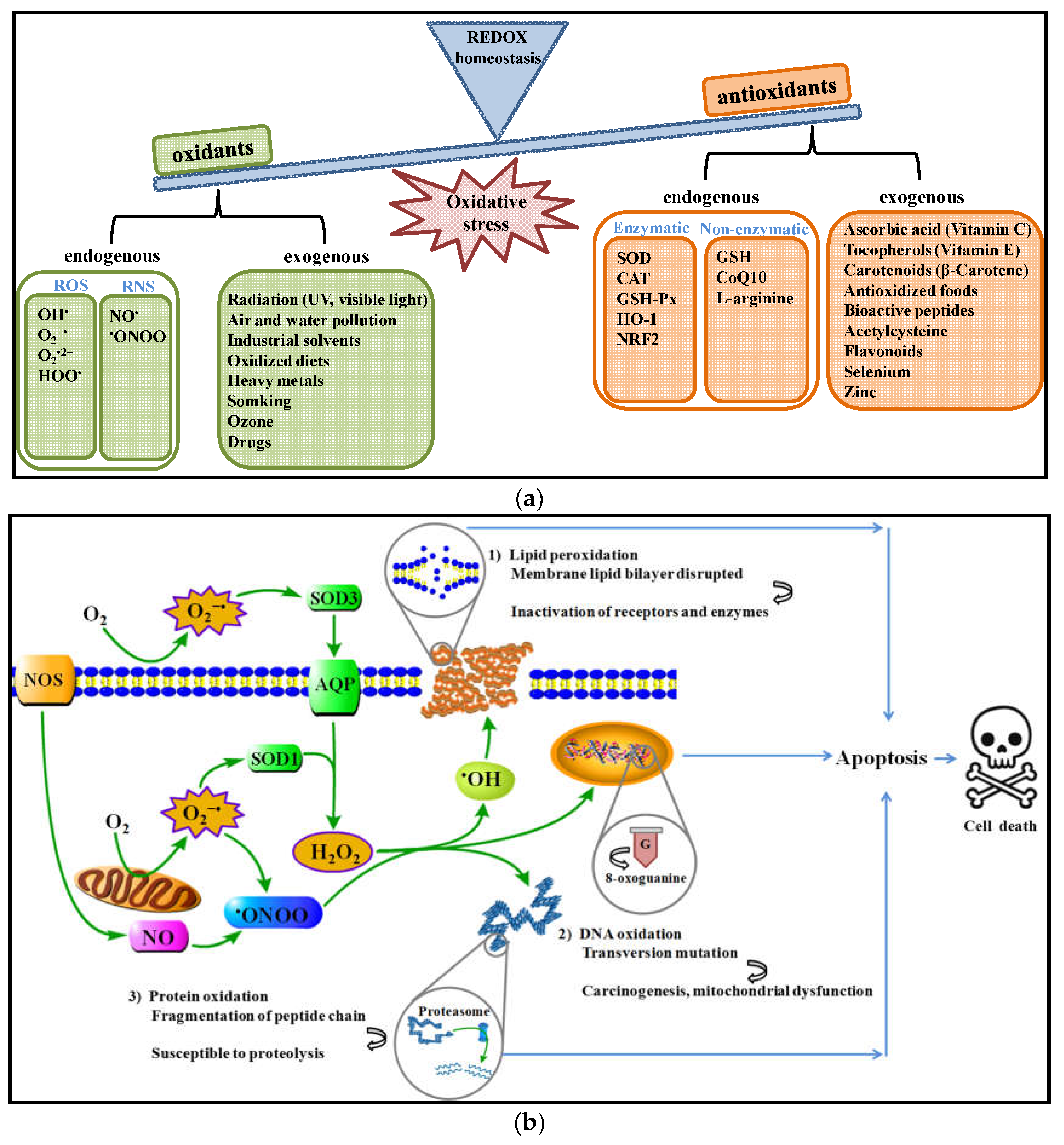 Antioxidants 11 02020 g001 Antioxidants 11 02020 g001