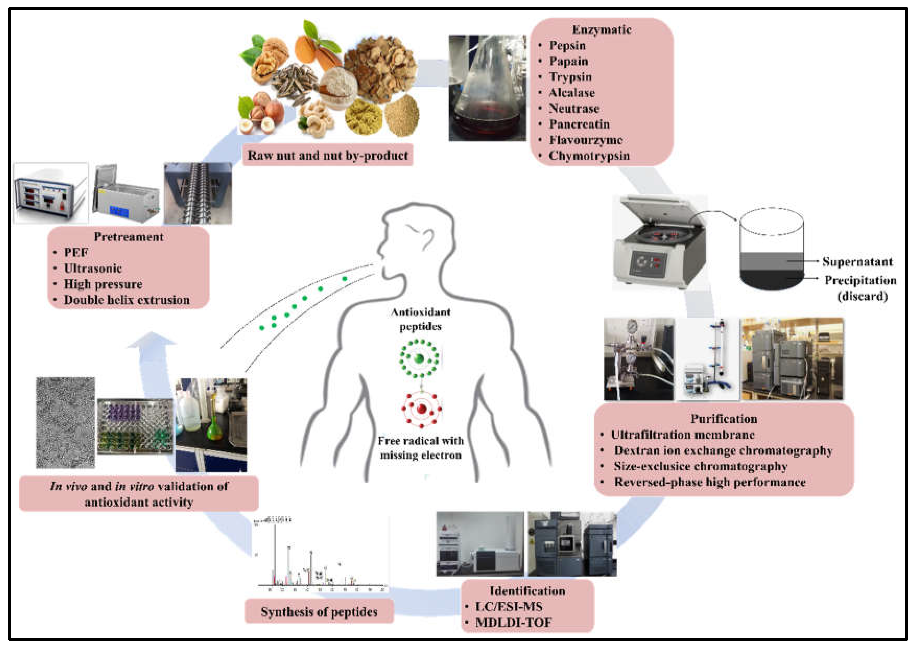 Antioxidants 11 02020 g002 Antioxidants 11 02020 g002
