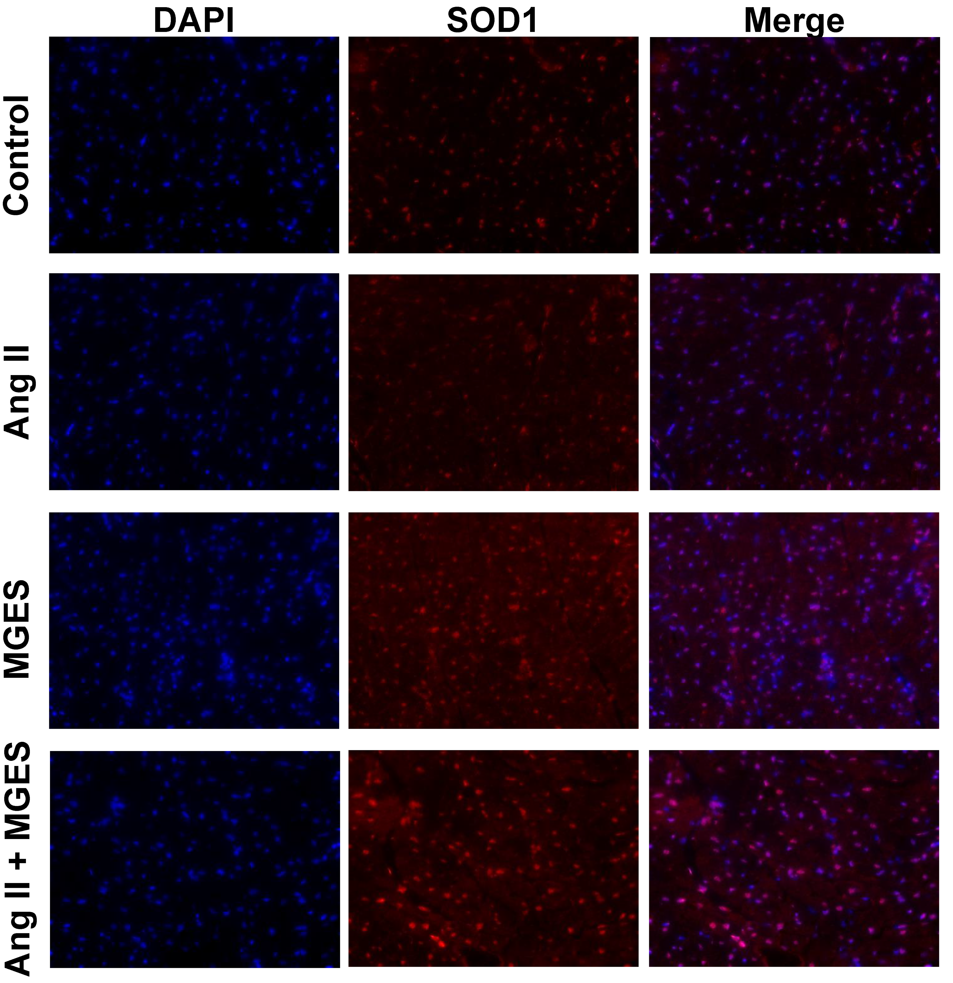 Antioxidants 11 02026 g006 Antioxidants 11 02026 g006