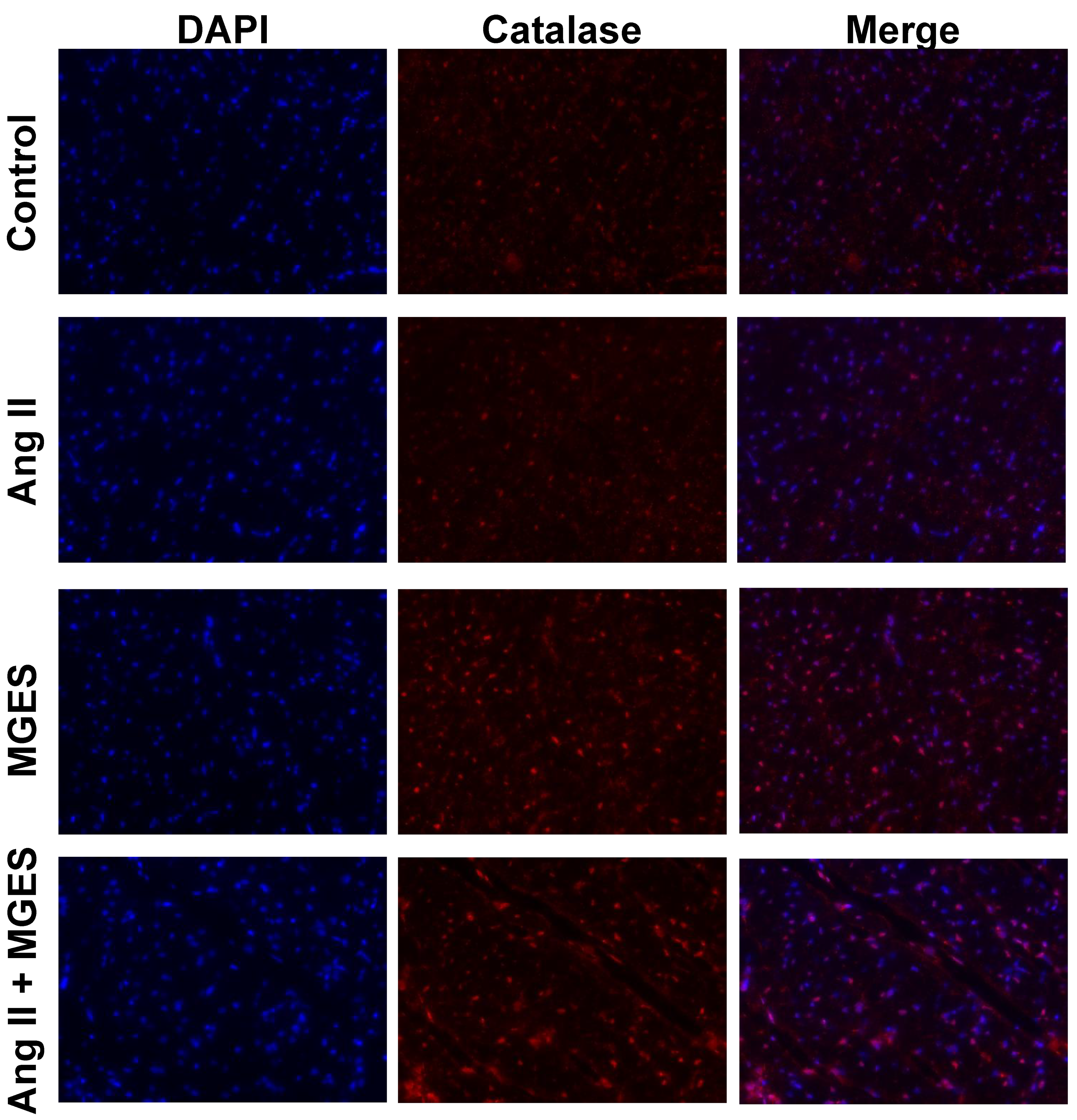 Antioxidants 11 02026 g008 Antioxidants 11 02026 g008