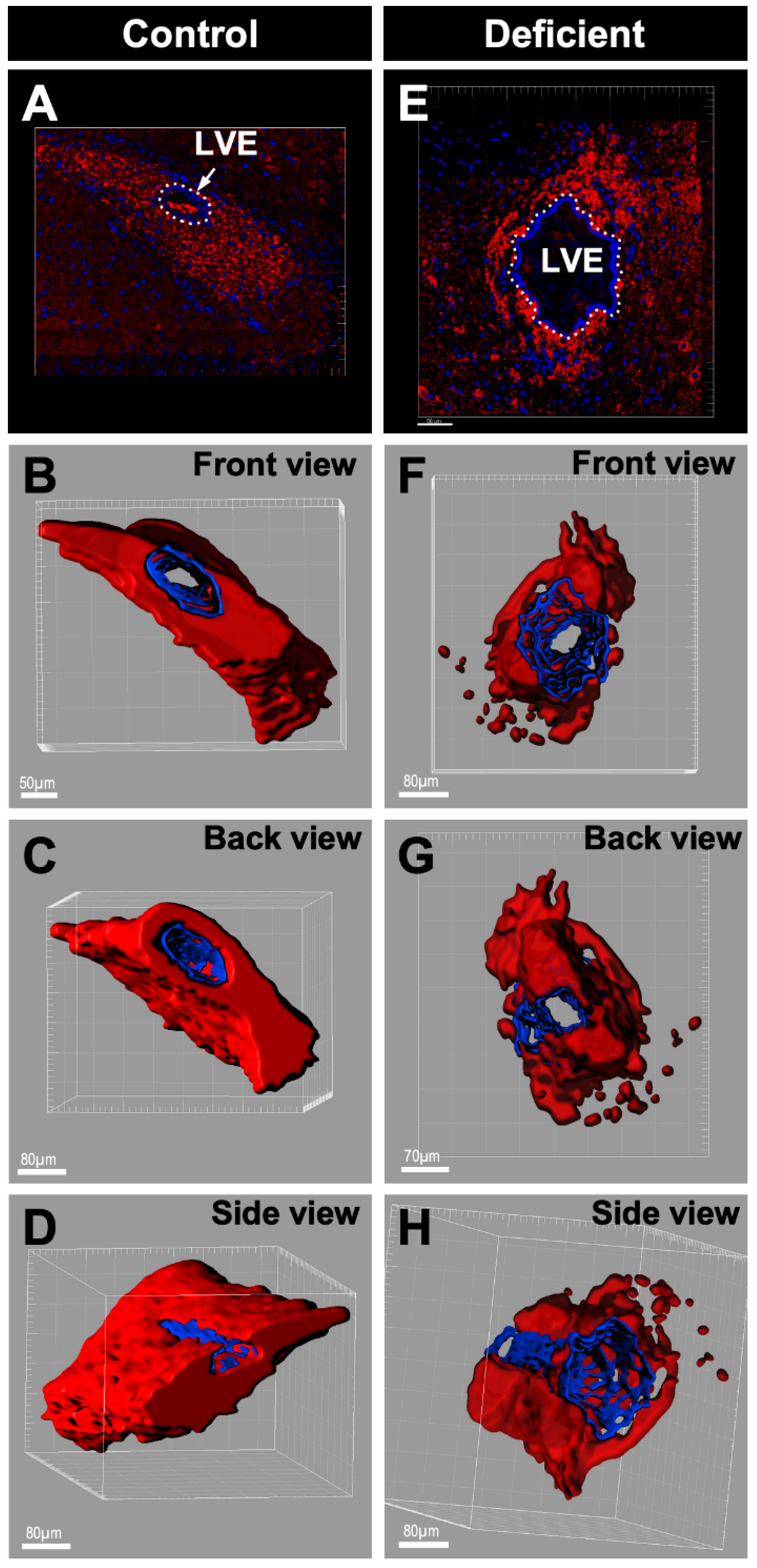 Antioxidants 11 02030 g006