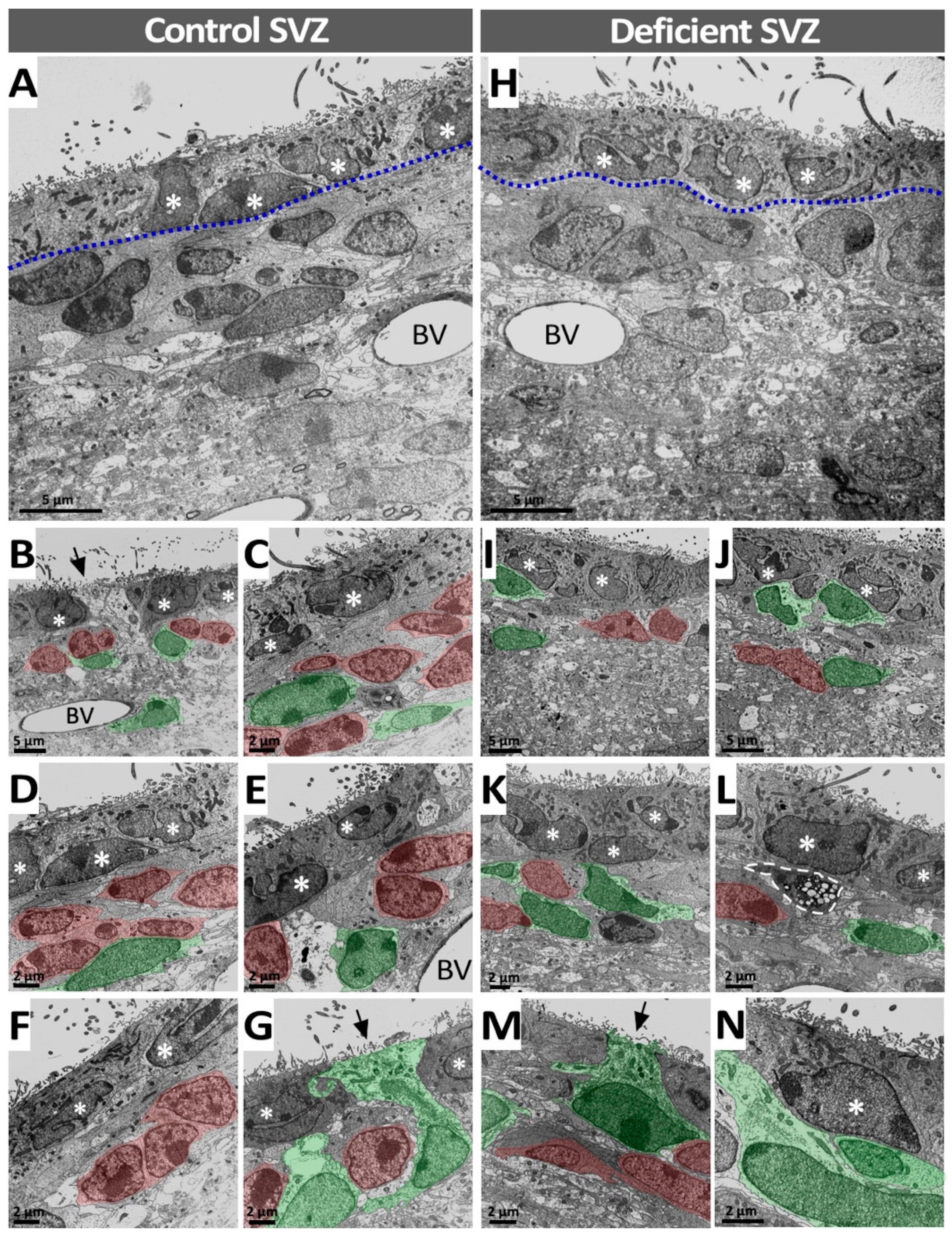 Antioxidants 11 02030 g007