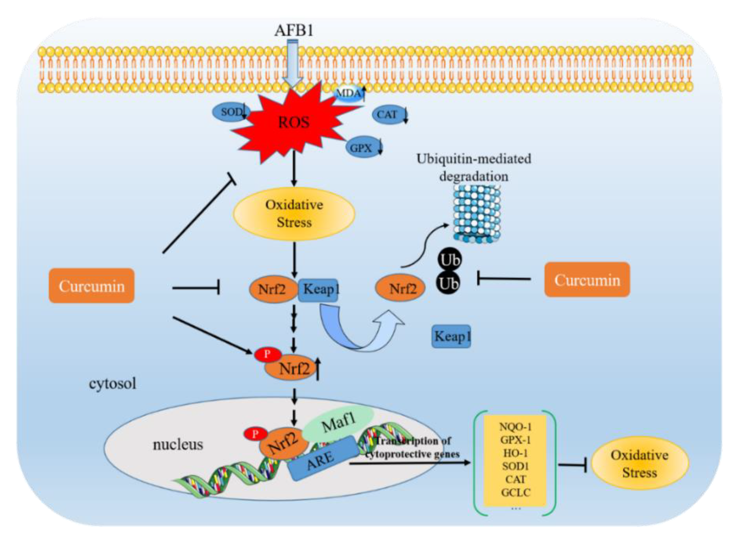 Antioxidants 11 02031 g002 Antioxidants 11 02031 g002