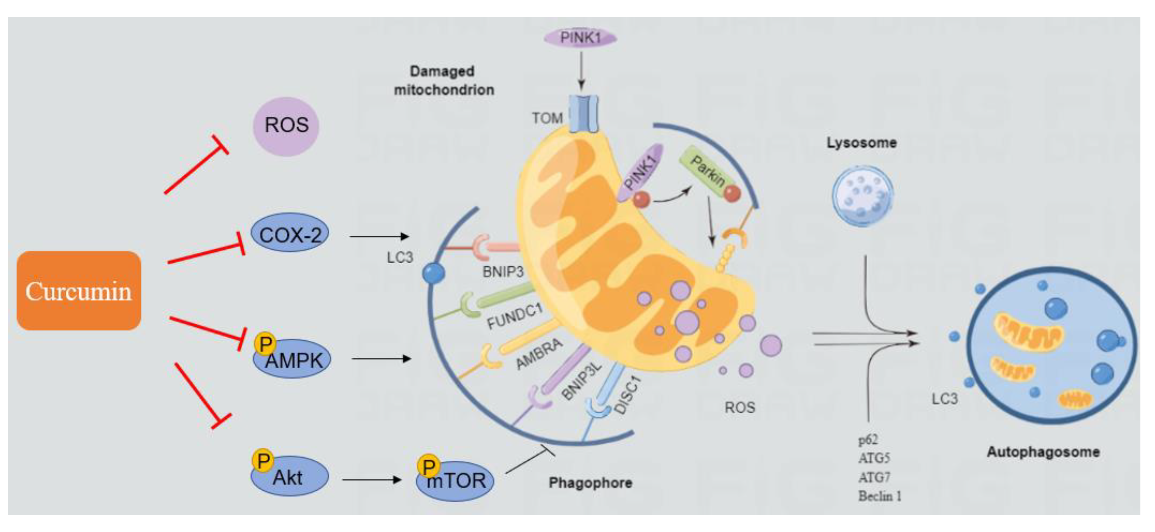 Antioxidants 11 02031 g005 Antioxidants 11 02031 g005