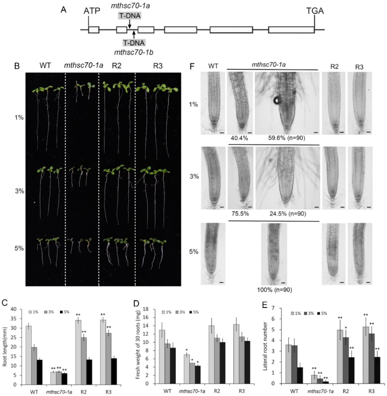 Antioxidants 11 02035 g001 Antioxidants 11 02035 g001