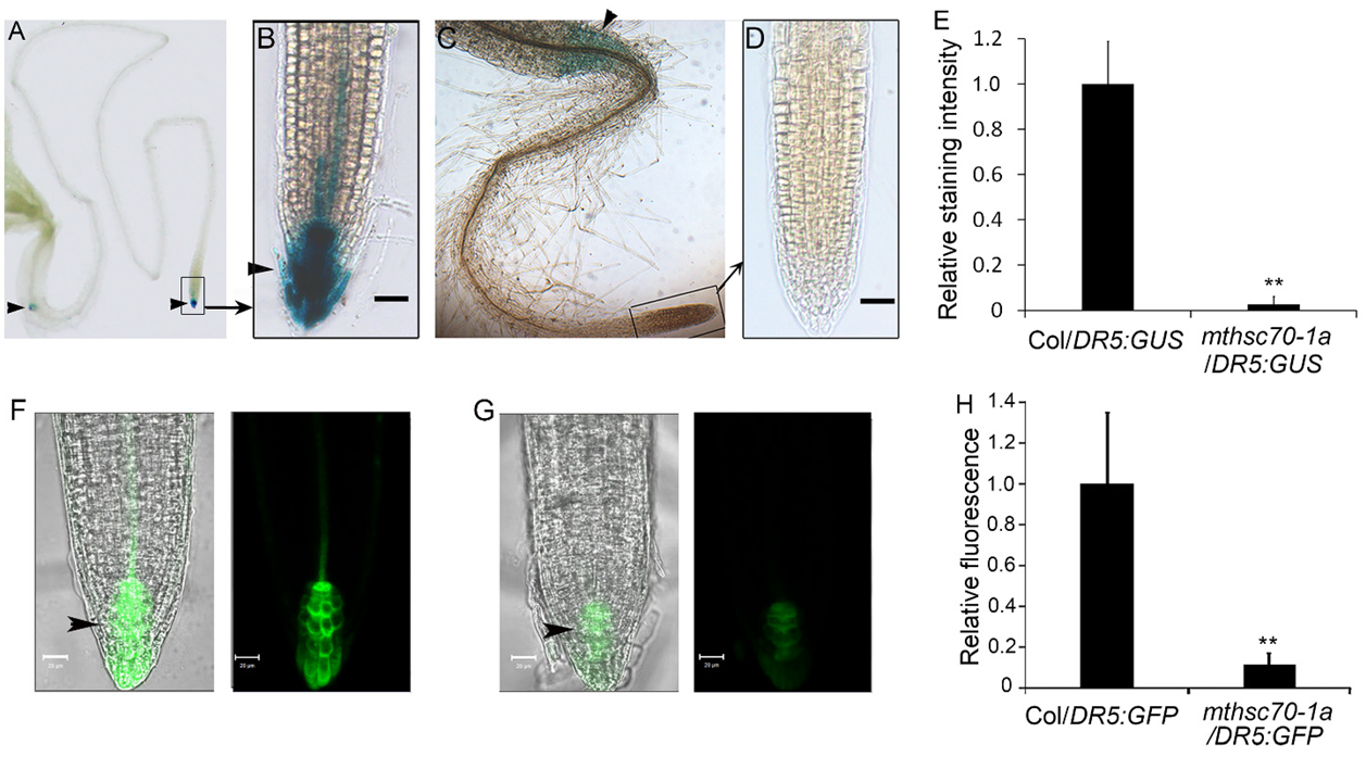 Antioxidants 11 02035 g003 Antioxidants 11 02035 g003