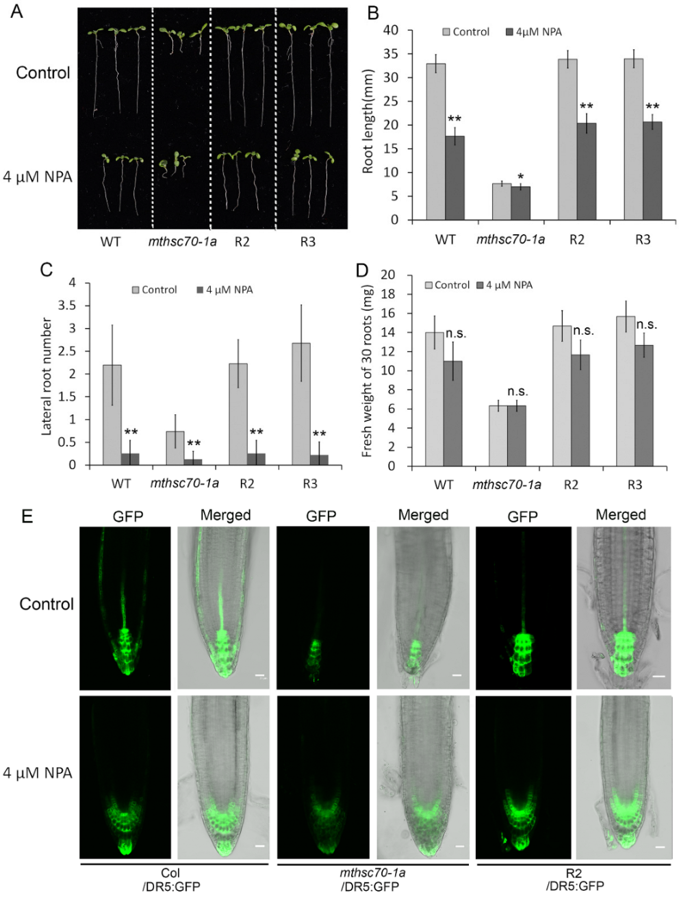 Antioxidants 11 02035 g004 Antioxidants 11 02035 g004