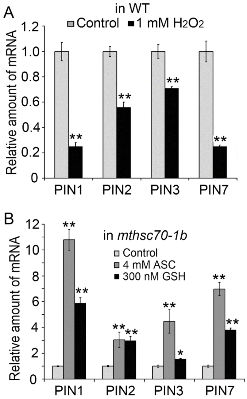 Antioxidants 11 02035 g006 Antioxidants 11 02035 g006