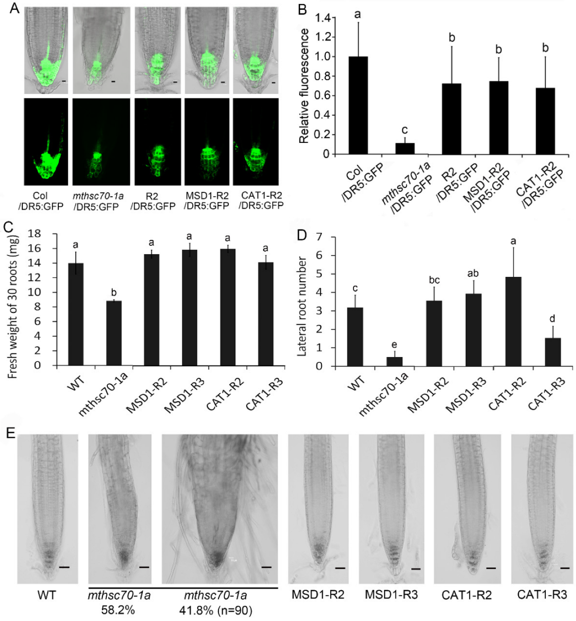 Antioxidants 11 02035 g010 Antioxidants 11 02035 g010