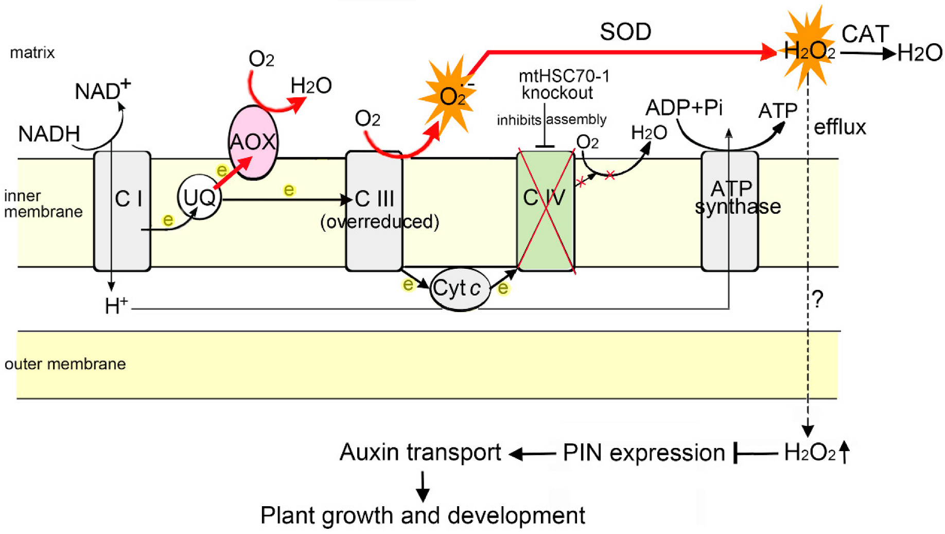 Antioxidants 11 02035 g011 Antioxidants 11 02035 g011