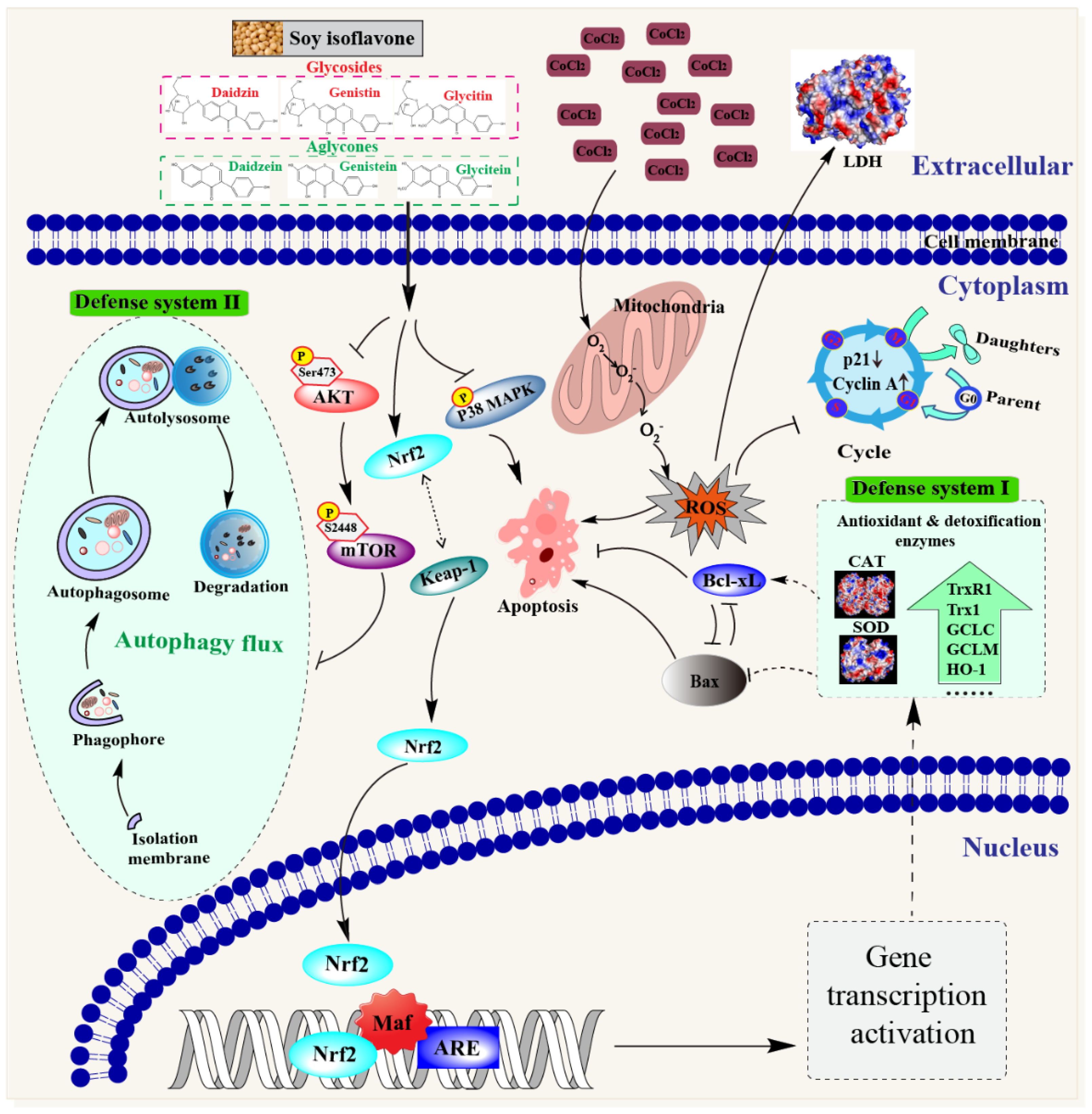 Antioxidants 11 02037 g008 Antioxidants 11 02037 g008